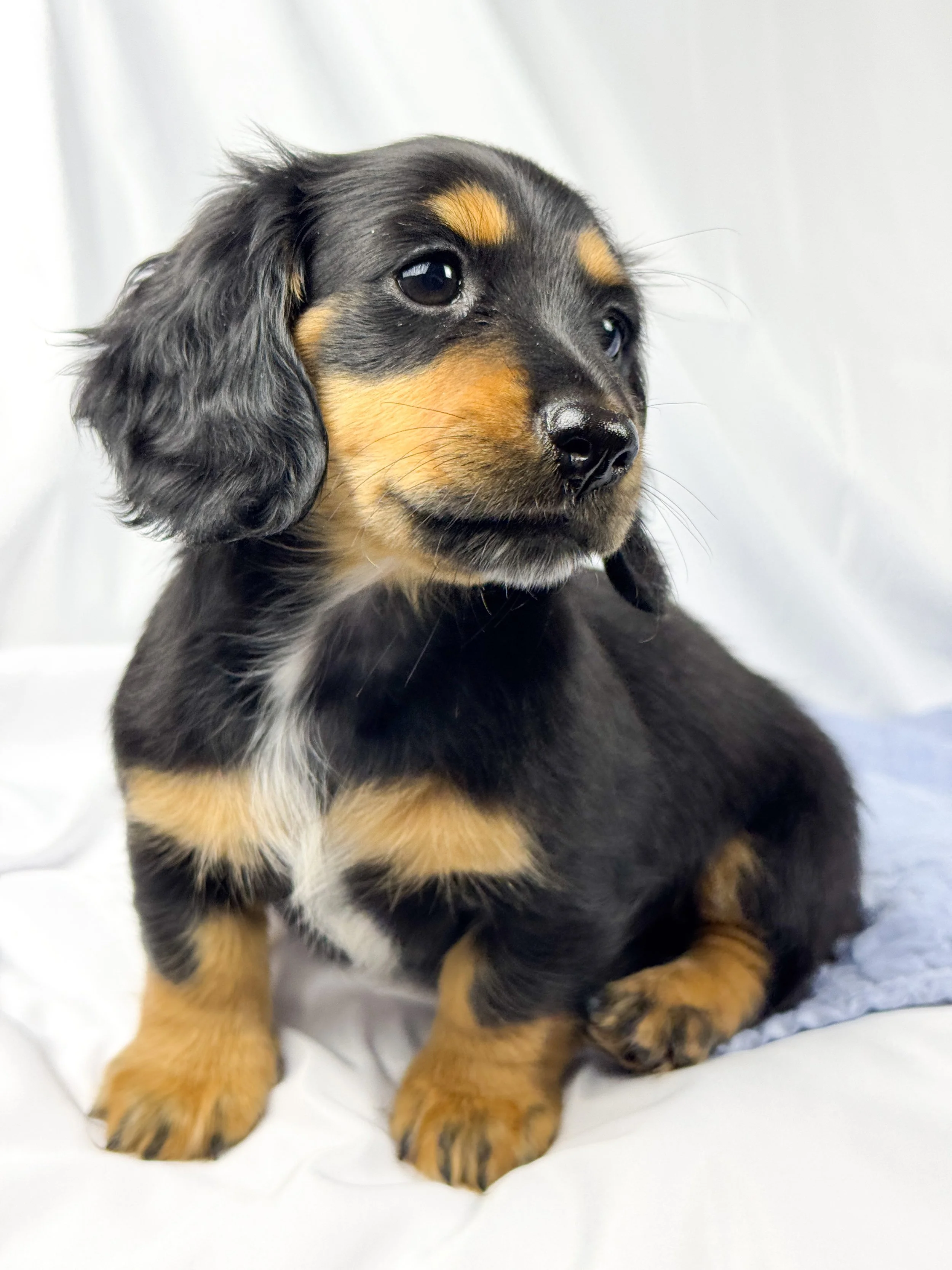 Limon (RESERVED, longhaired girl)