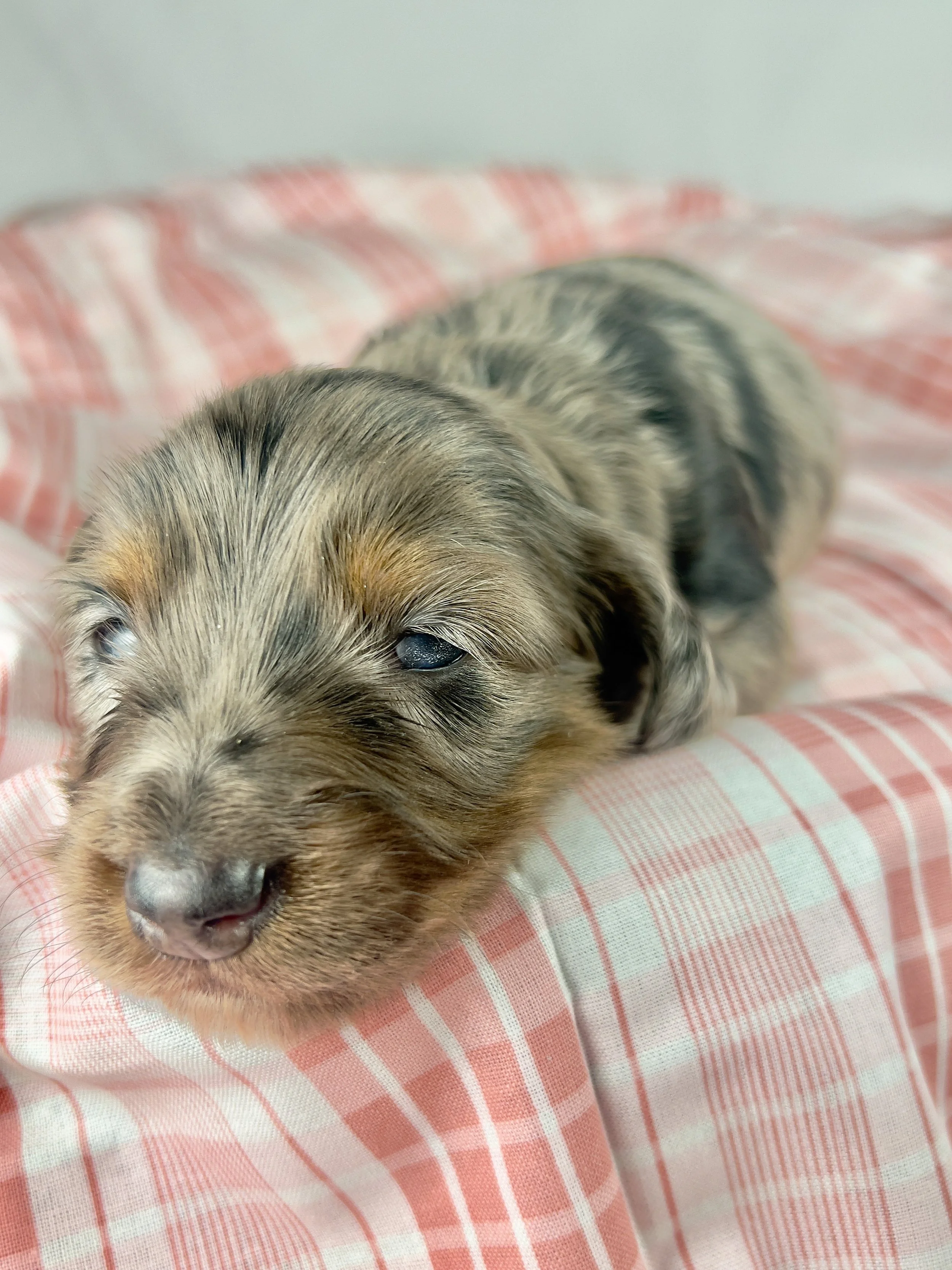 Cadbury aka Winston (RESERVED, longhaired boy)