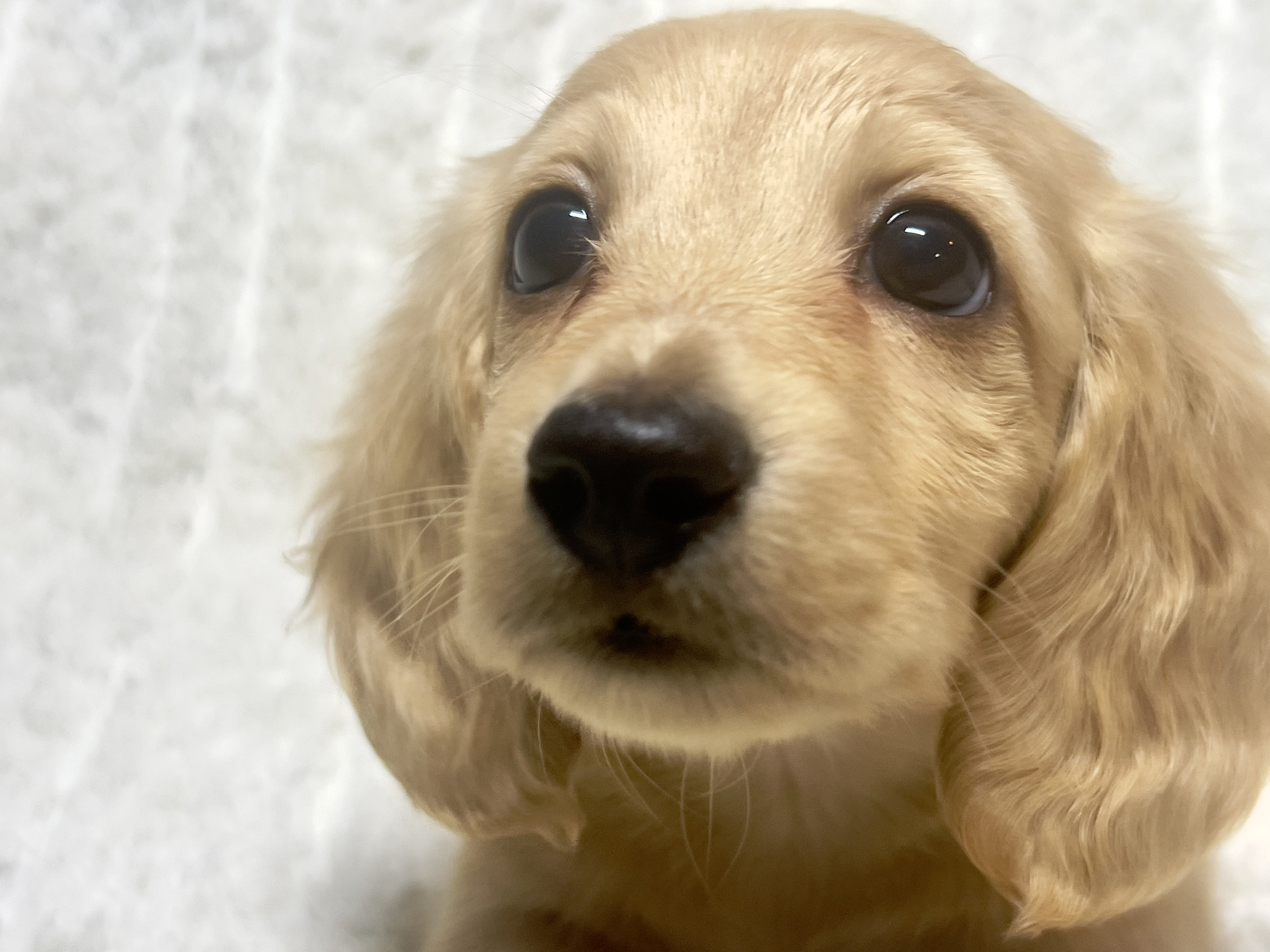 Confetti aka Dobby (RESERVED, longhaired boy)