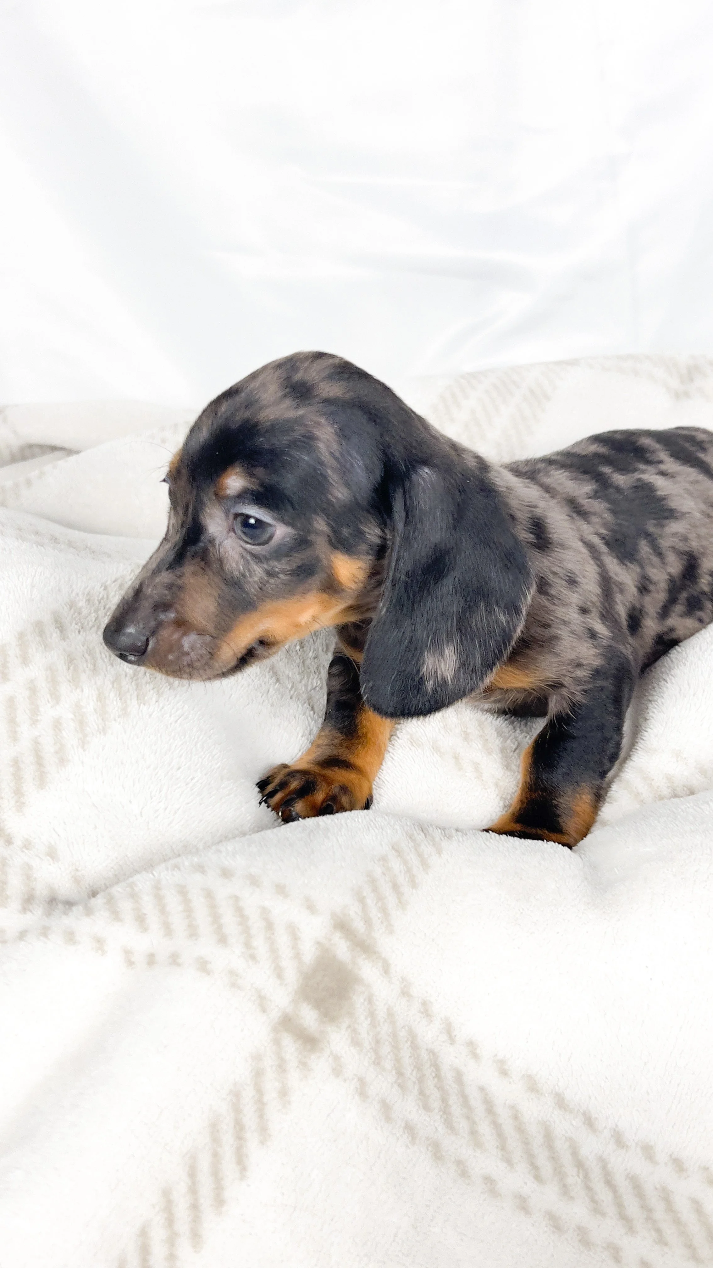 Lychee (RESERVED, shorthaired boy)