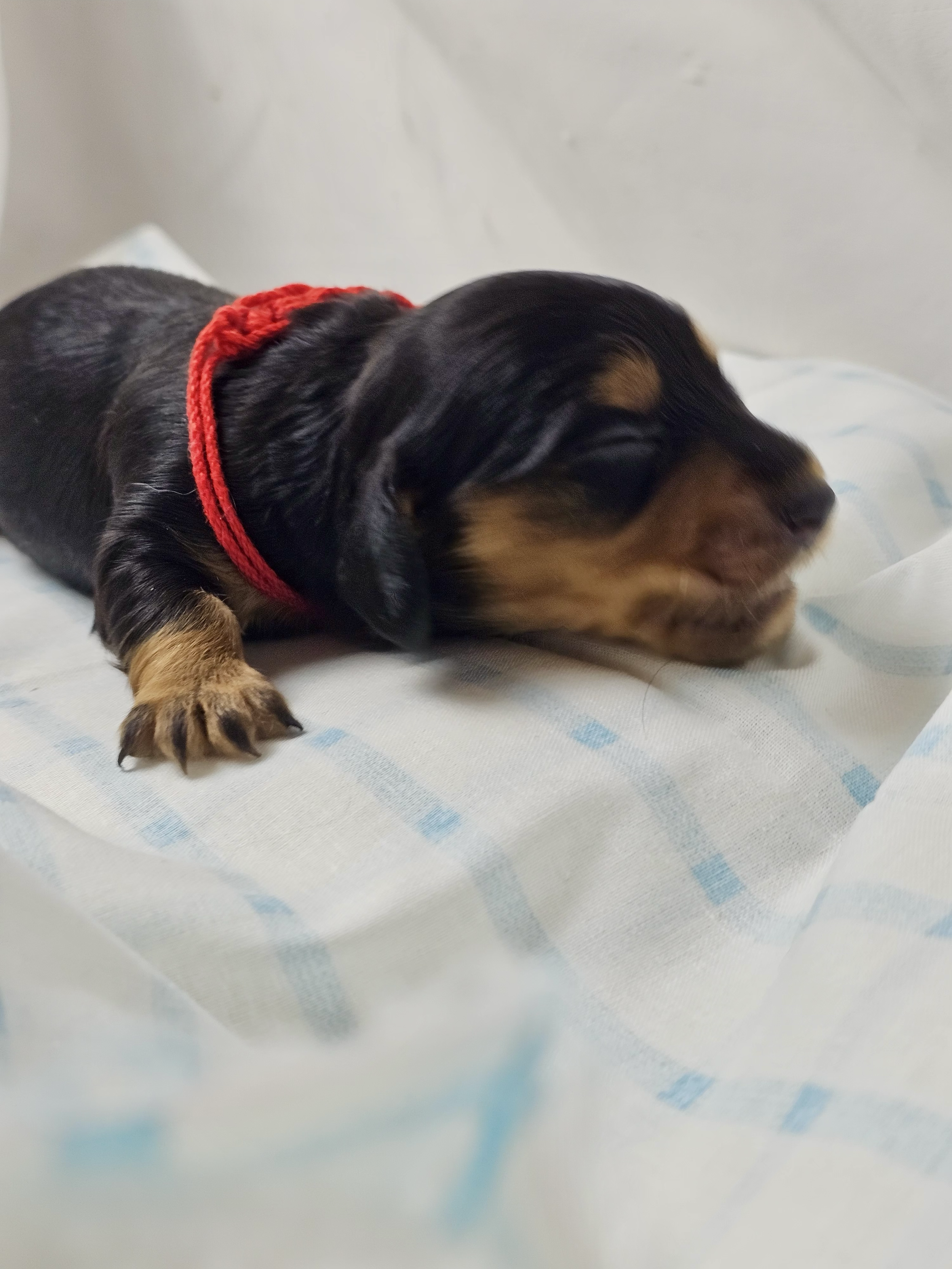 KitKat (longhaired girl, $2500 with a $500 deposit towards total)