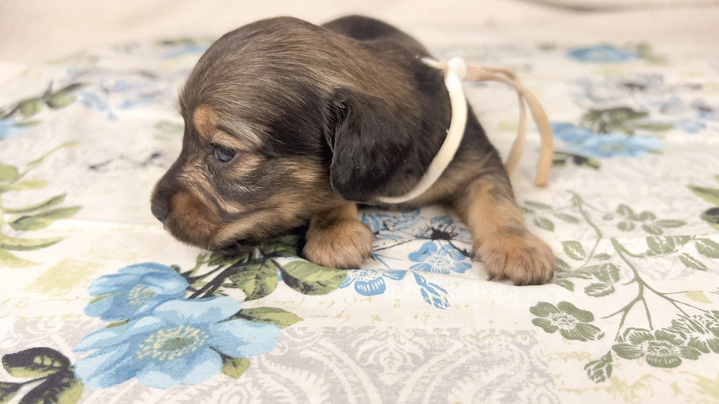 Slice (longhaired boy, $3000 with a $500 deposit towards total)