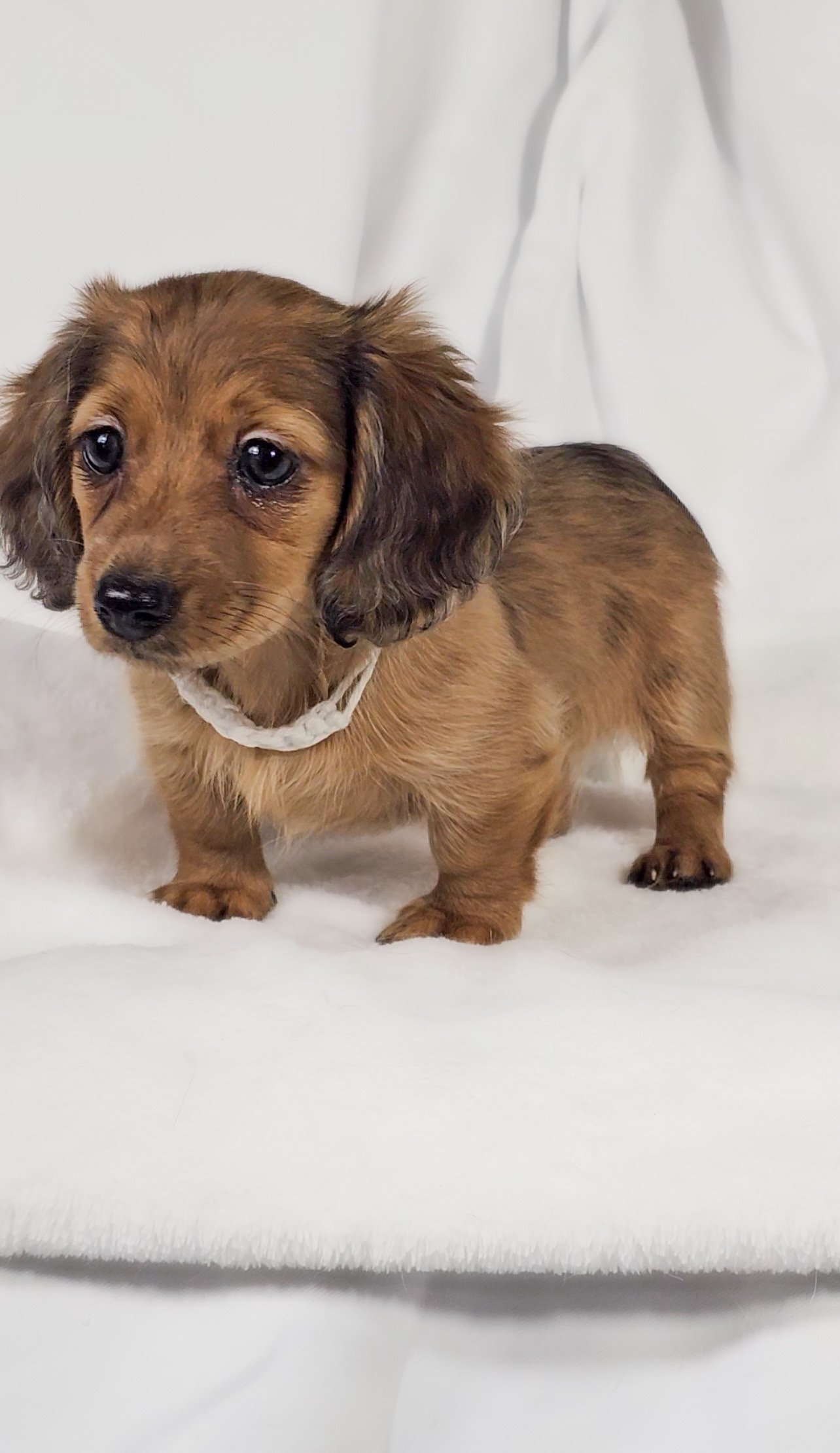 Sand aka Penelope (RESERVED, longhaired girl)