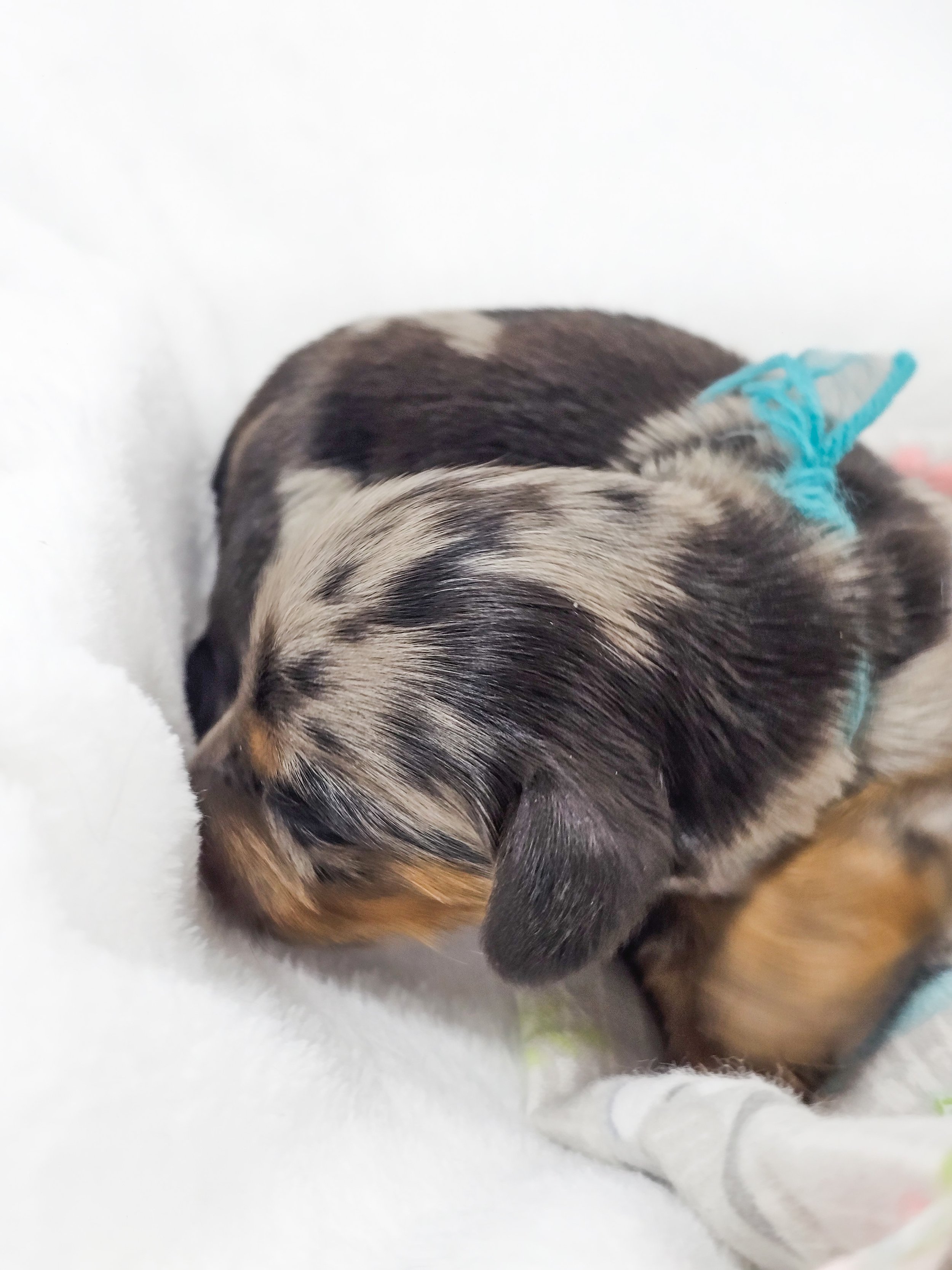 Tulip (RESERVED, longhaired girl)