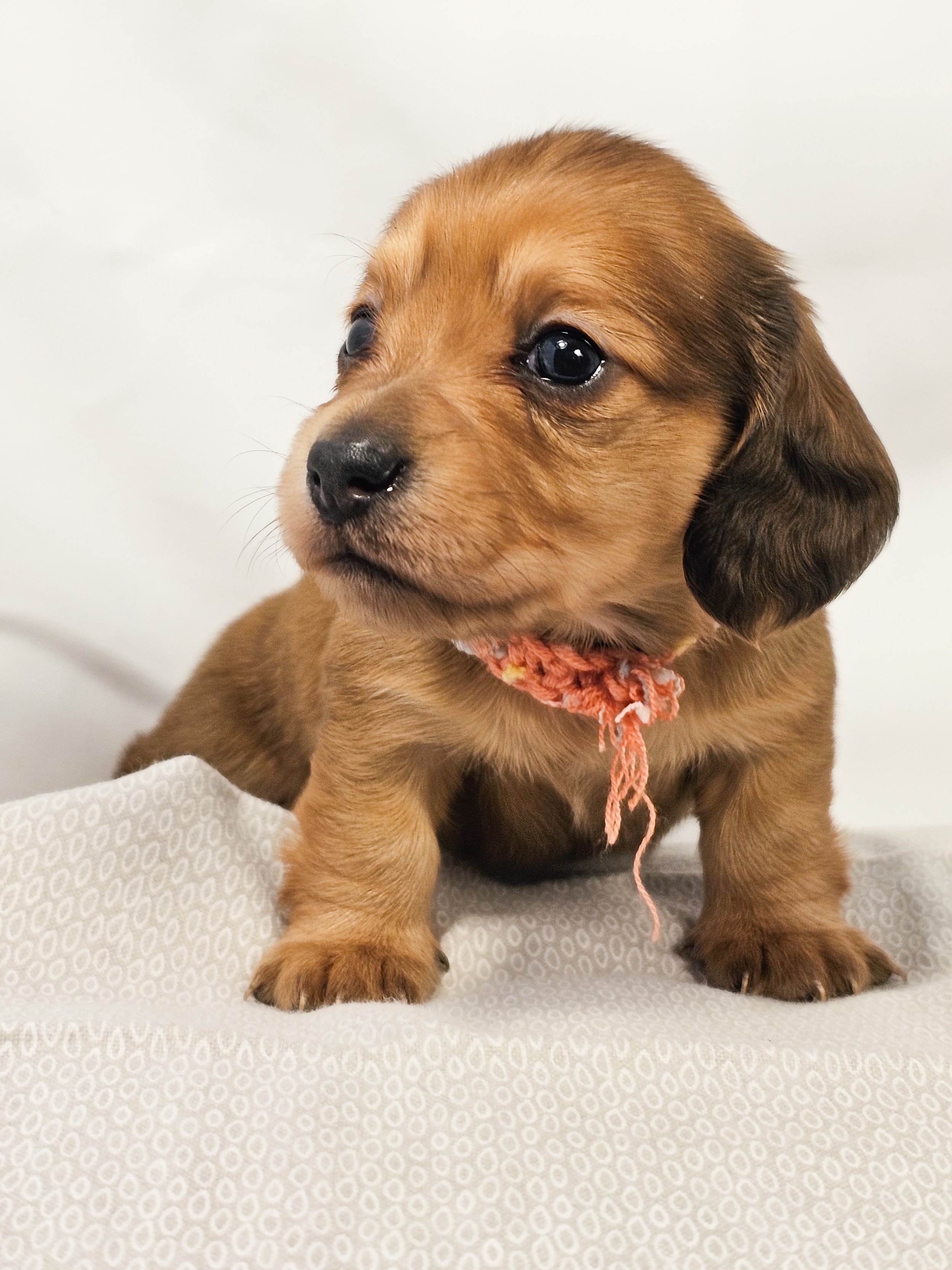 Bean (longhaired girl, $4000 with a $500 deposit towards the total)
