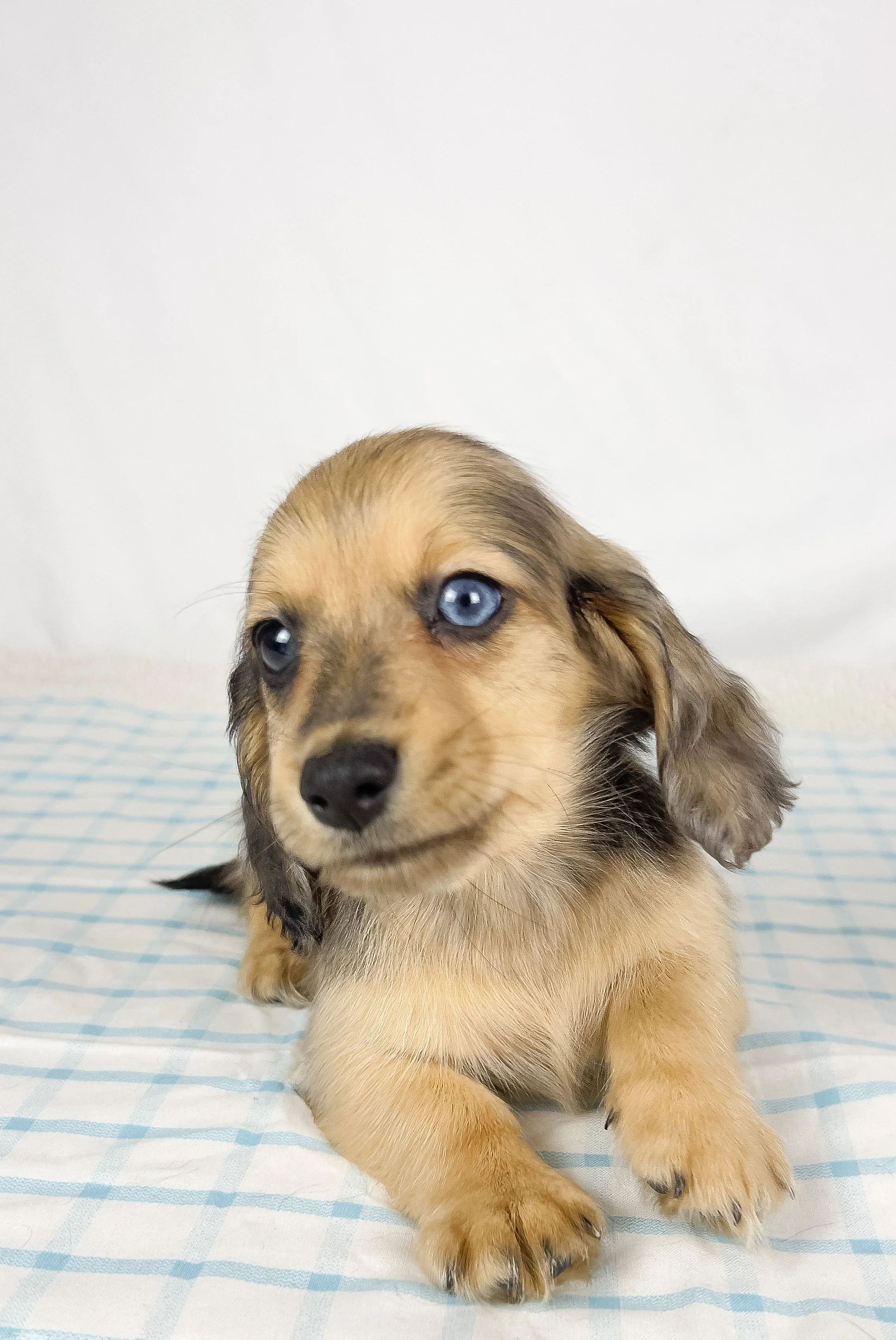 Chicken bake (RESERVED, longhaired boy)