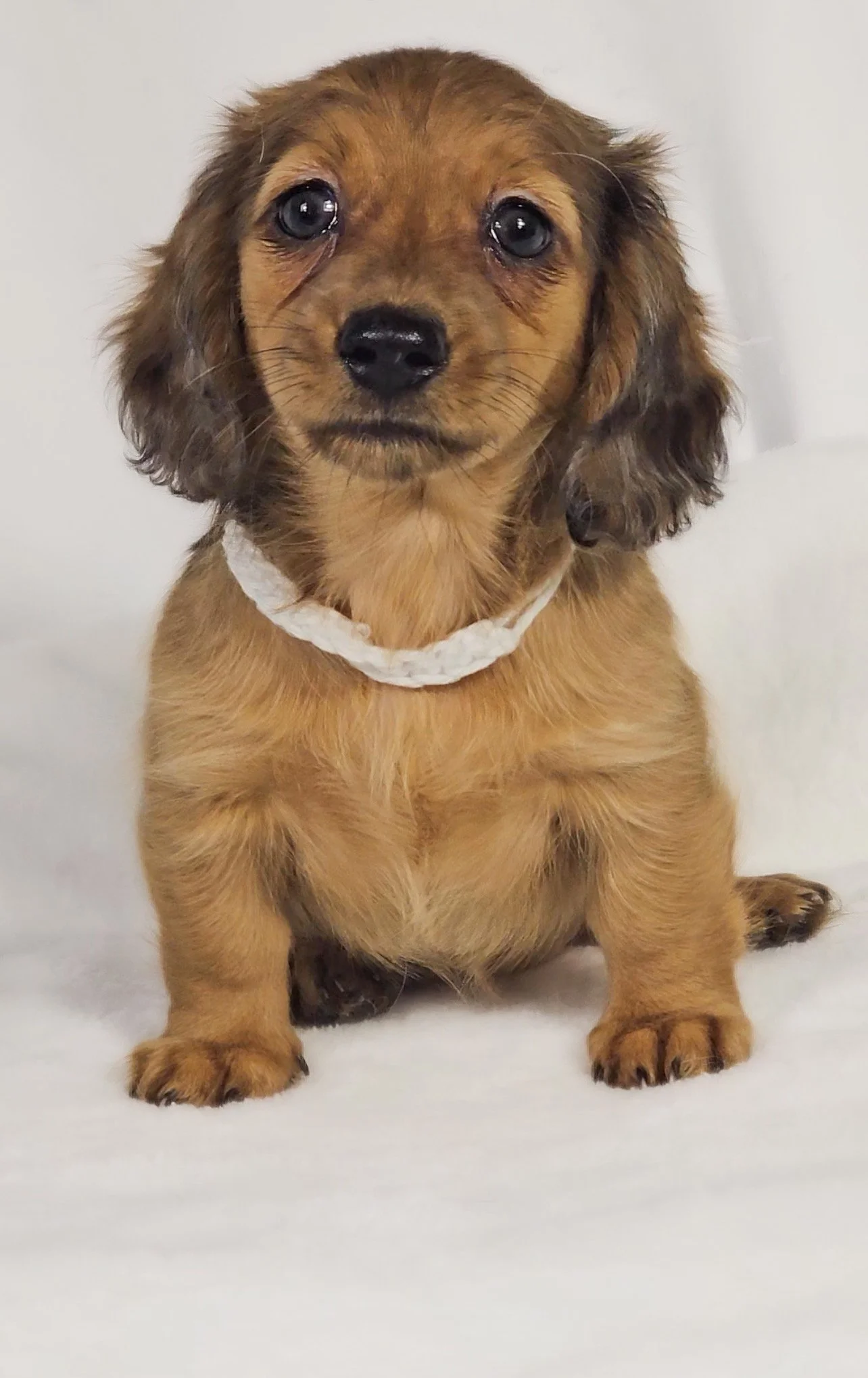 Sand aka Penelope (RESERVED, longhaired girl)