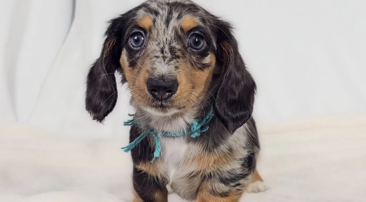 Tulip (RESERVED, longhaired girl)