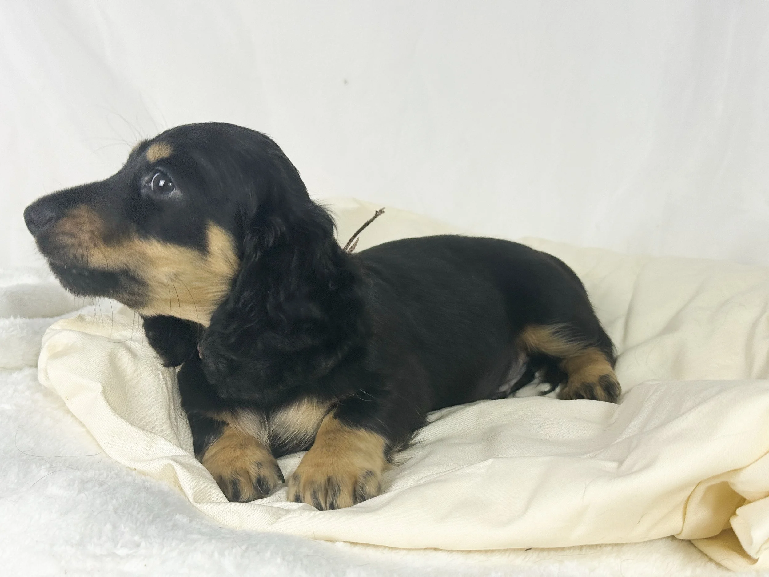 Chocolate Cream (RESERVED, longhaired boy)