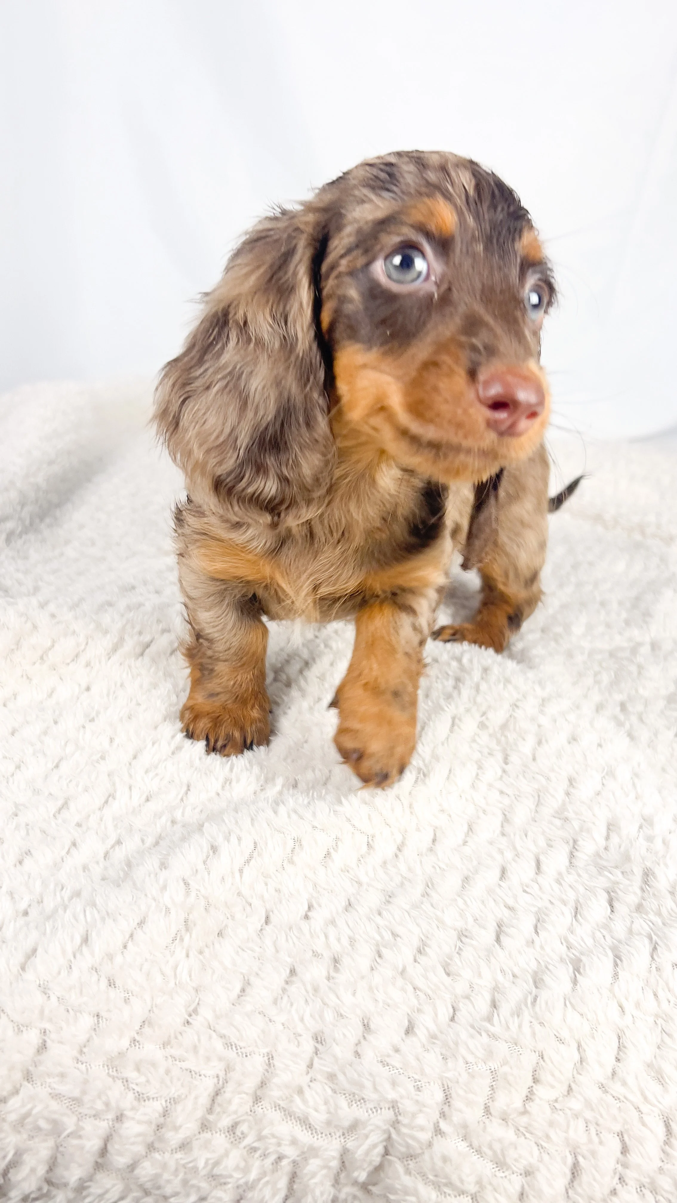 Taro (RESERVED, longhaired girl)