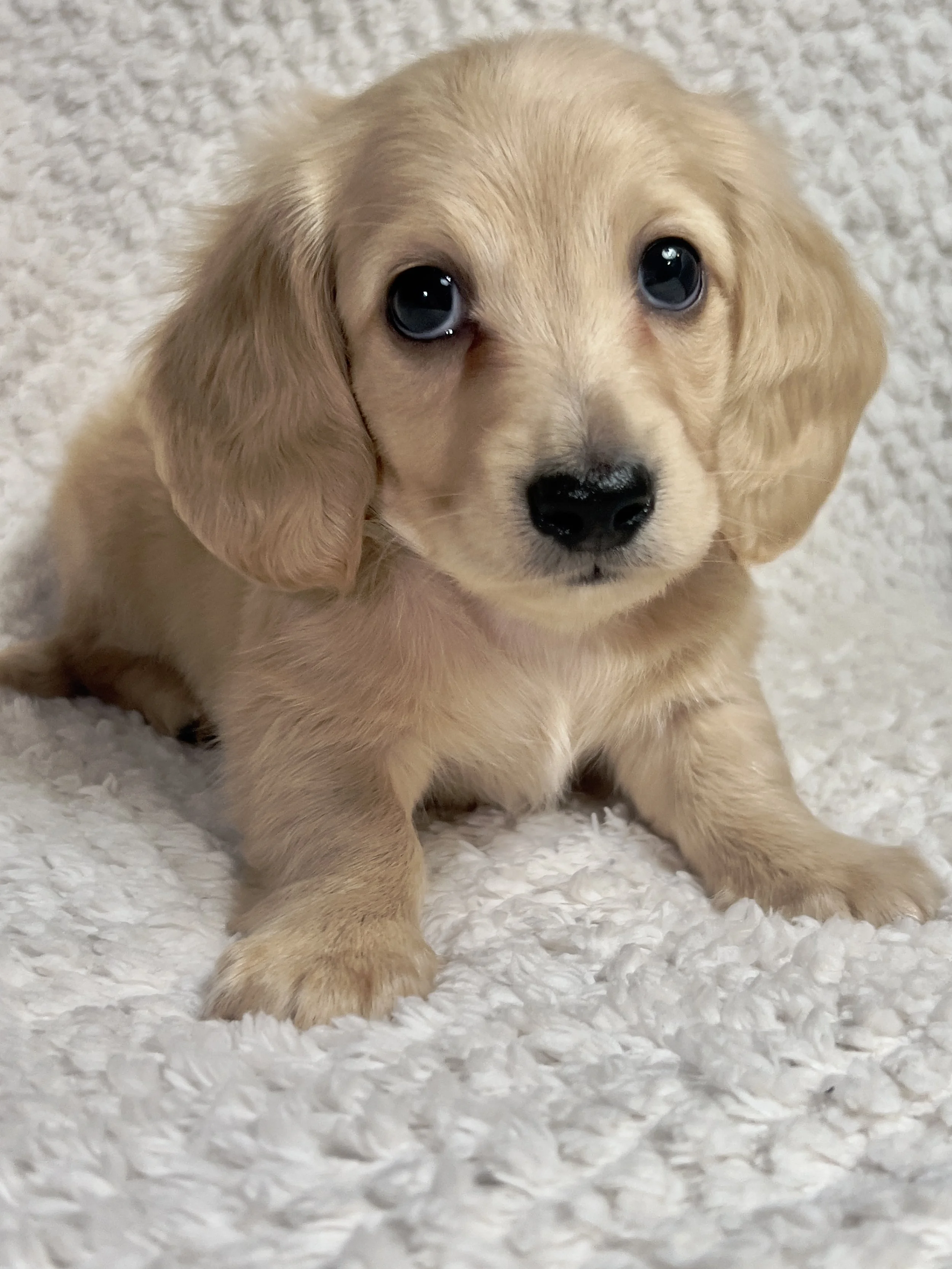 Confetti aka Dobby (RESERVED, longhaired boy)