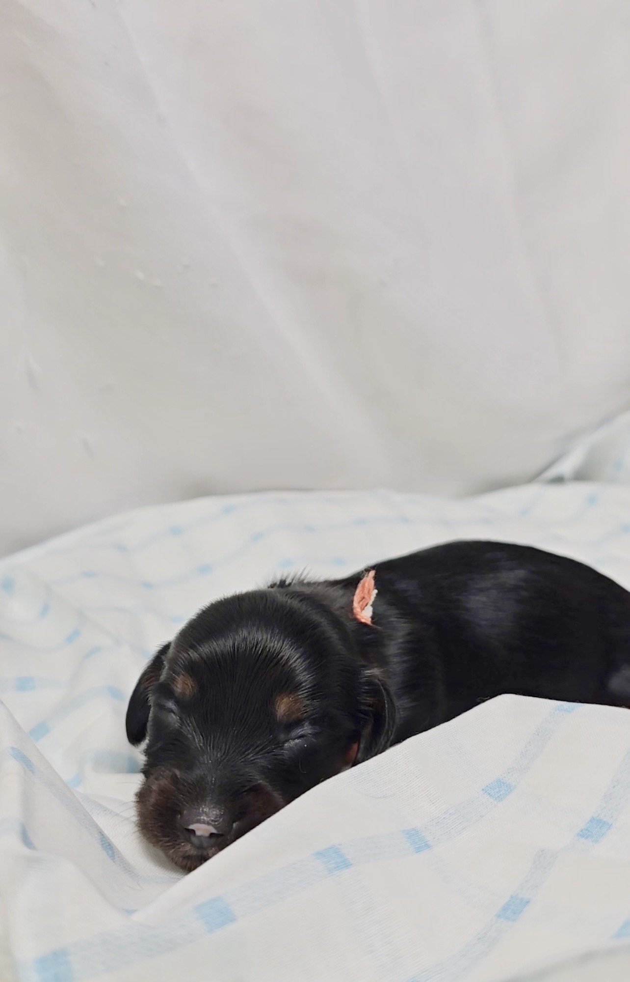 Skittles (longhaired girl, $2500 with a $500 deposit towards total)