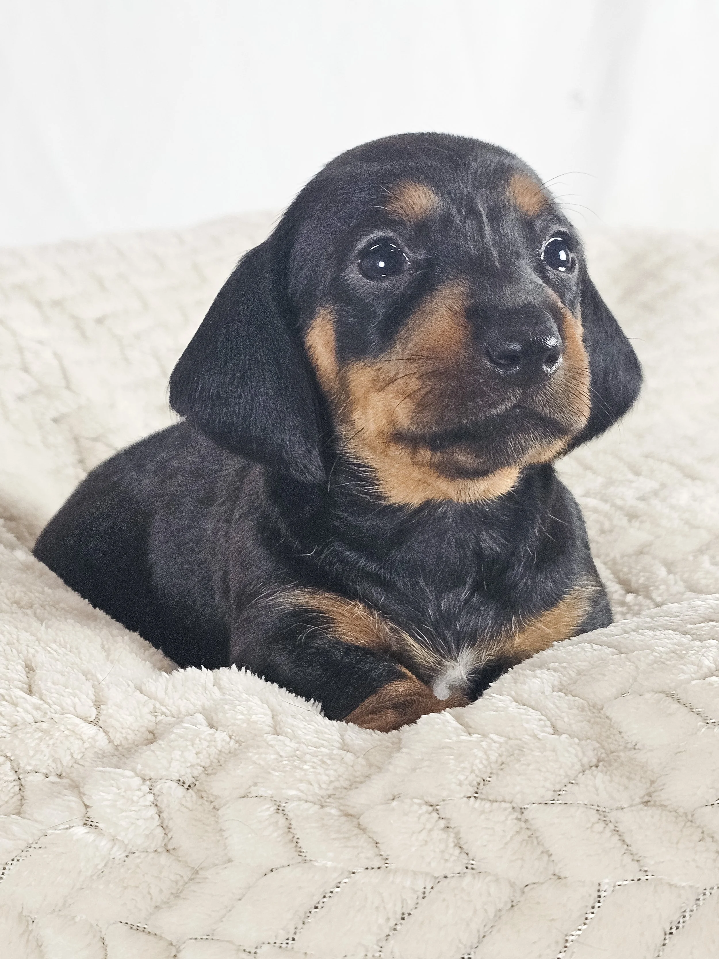 Mango (shorthaired girl, $2000 with a $500 deposit towards total)