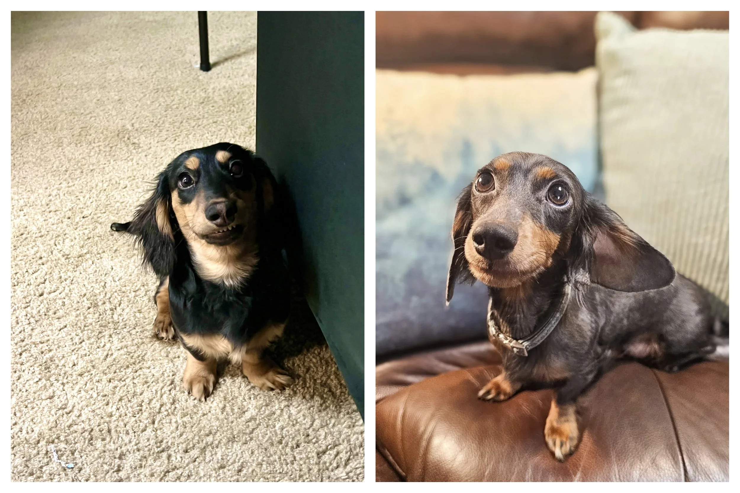 Side-by-side photos of two long-haired dachshund puppies with brown and black fur, both sitting on carpeted floors indoors.