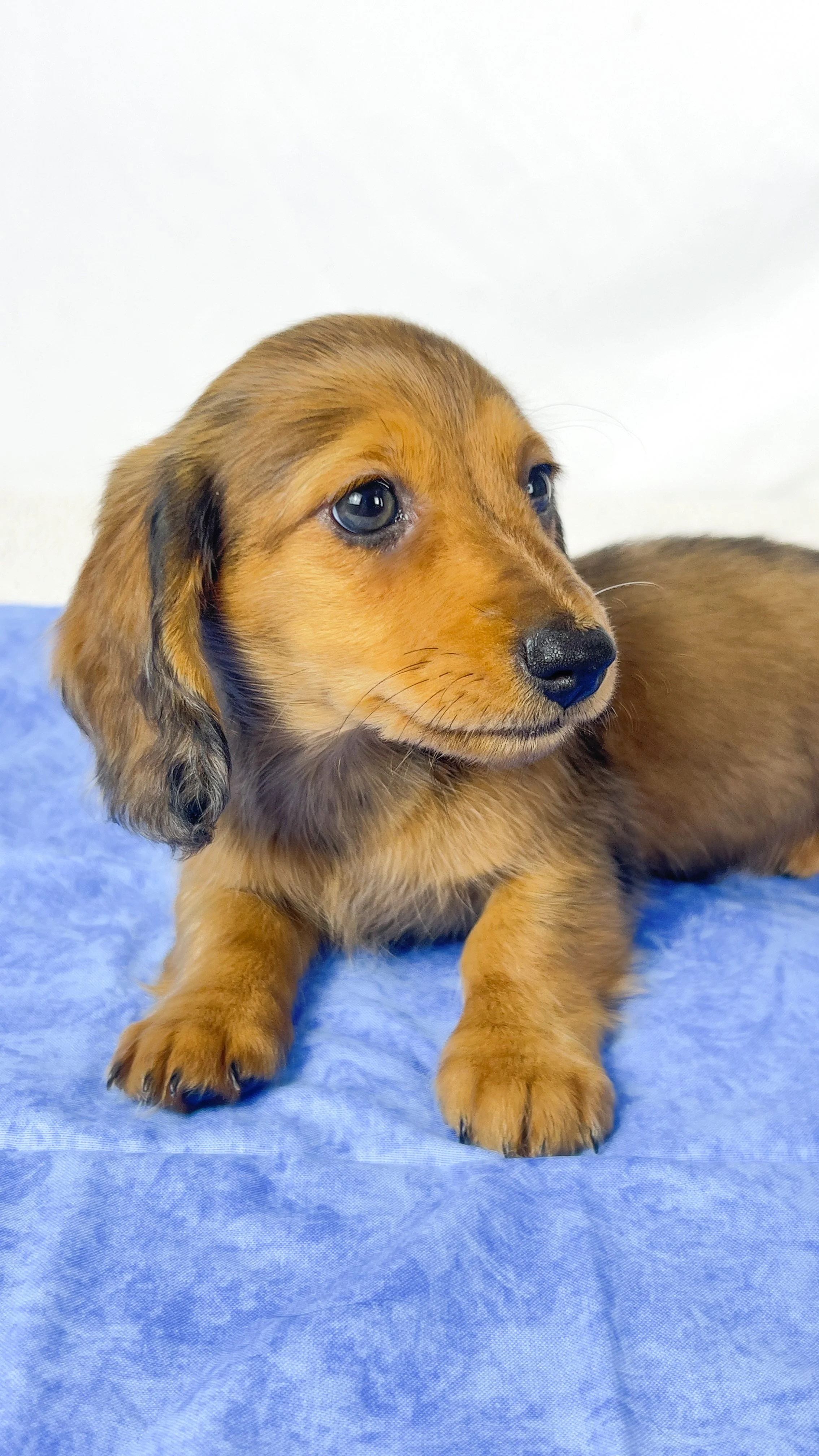 Peanuts (RESERVED, longhaired boy)
