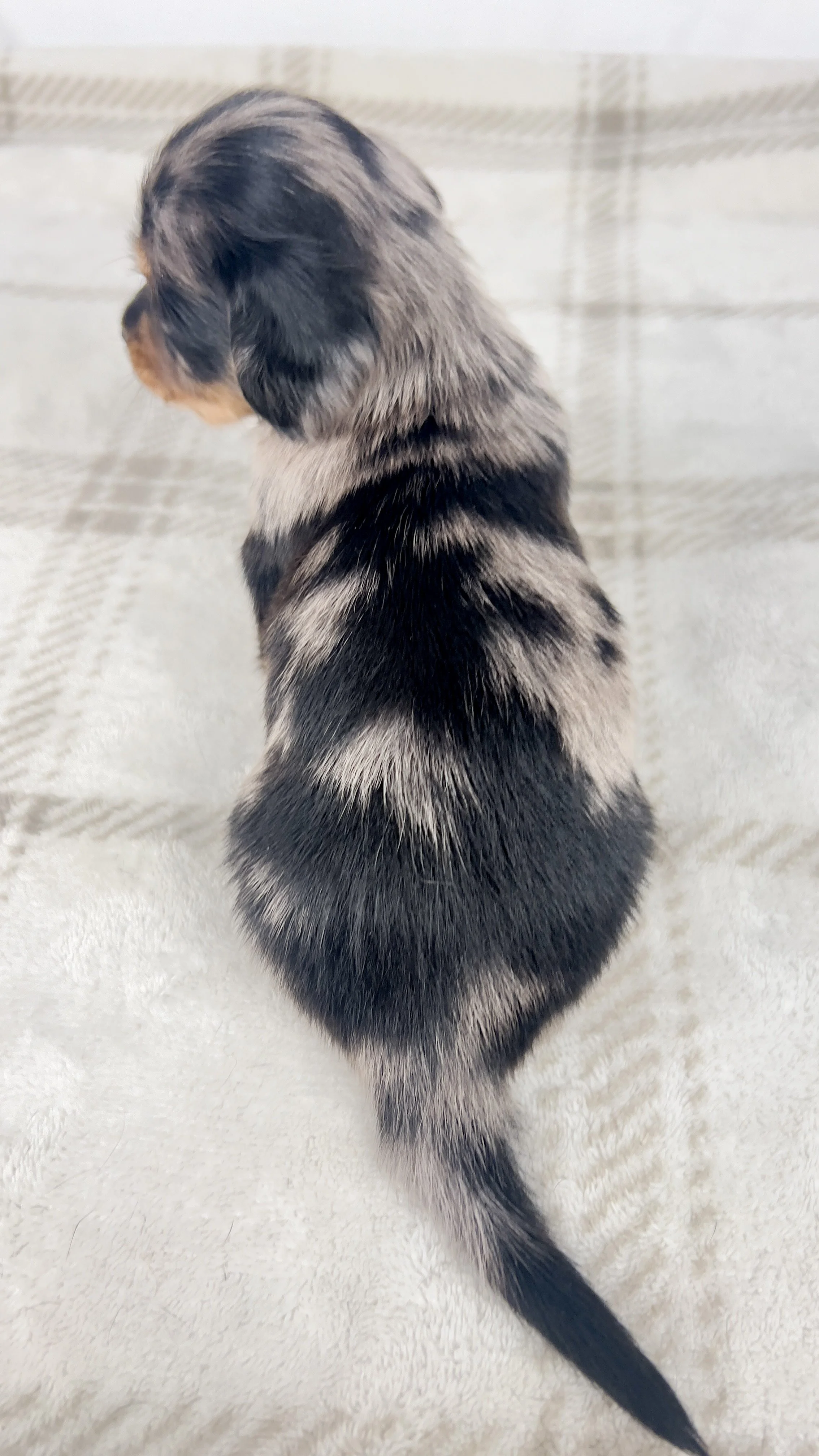 Chocolate aka Frankie (RESERVED, longhaired boy)