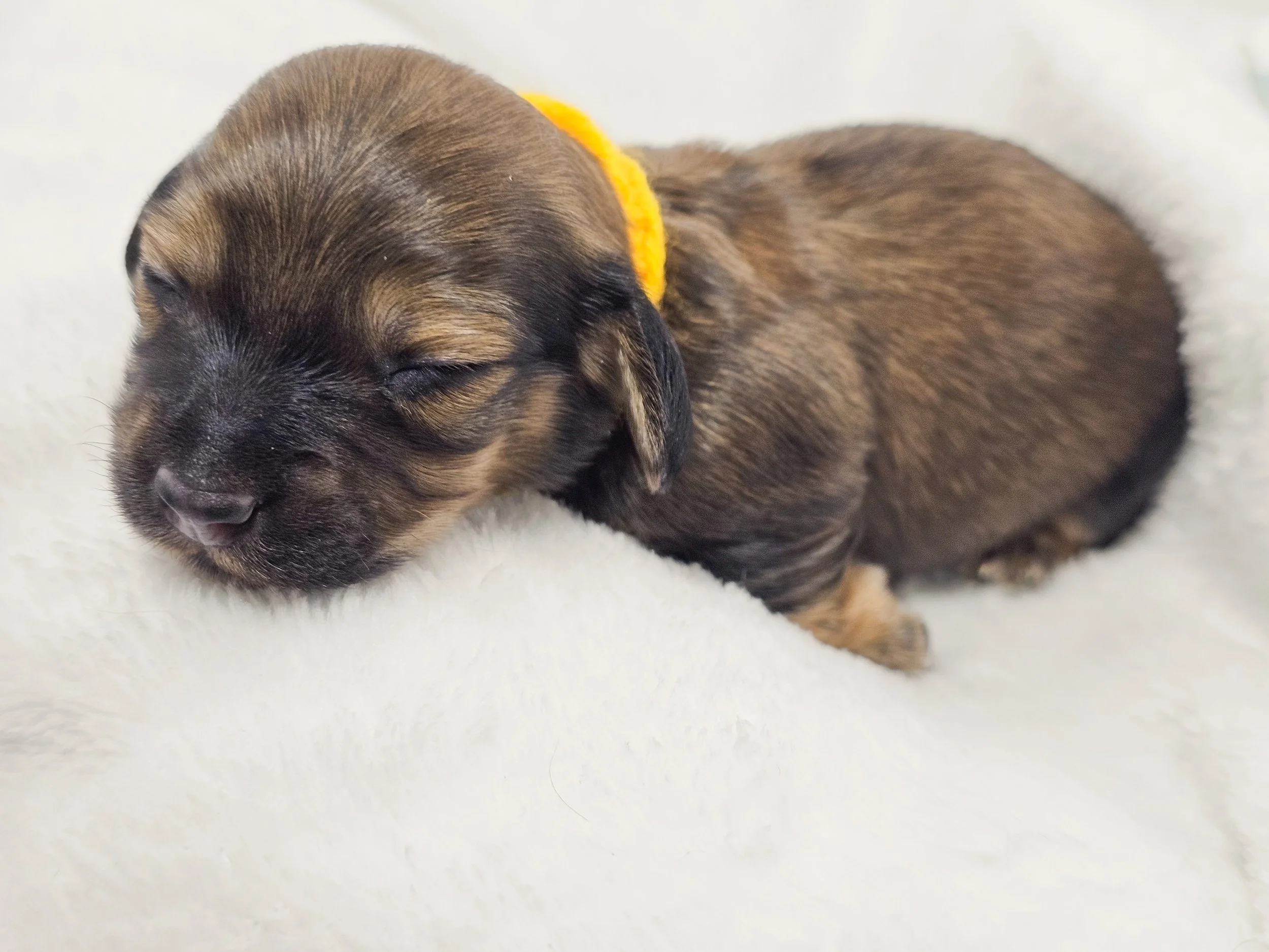 Sunflower (longhaired girl, $4000 with a $500 deposit towards total)
