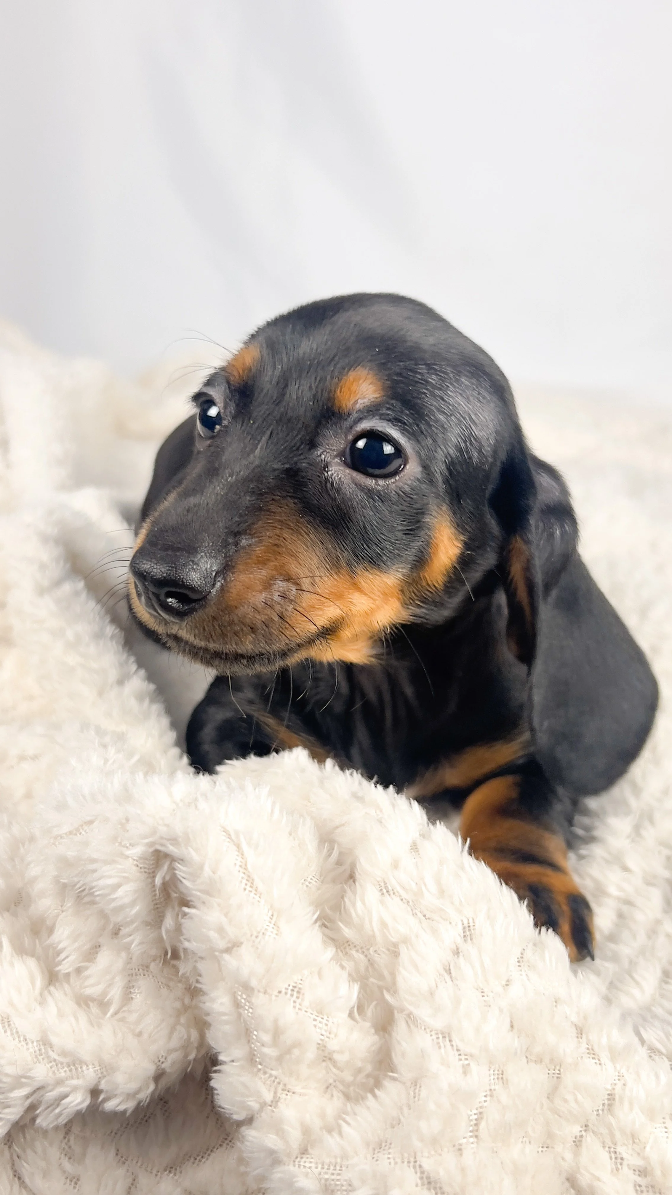 Mango (RESERVED, shorthaired girl)