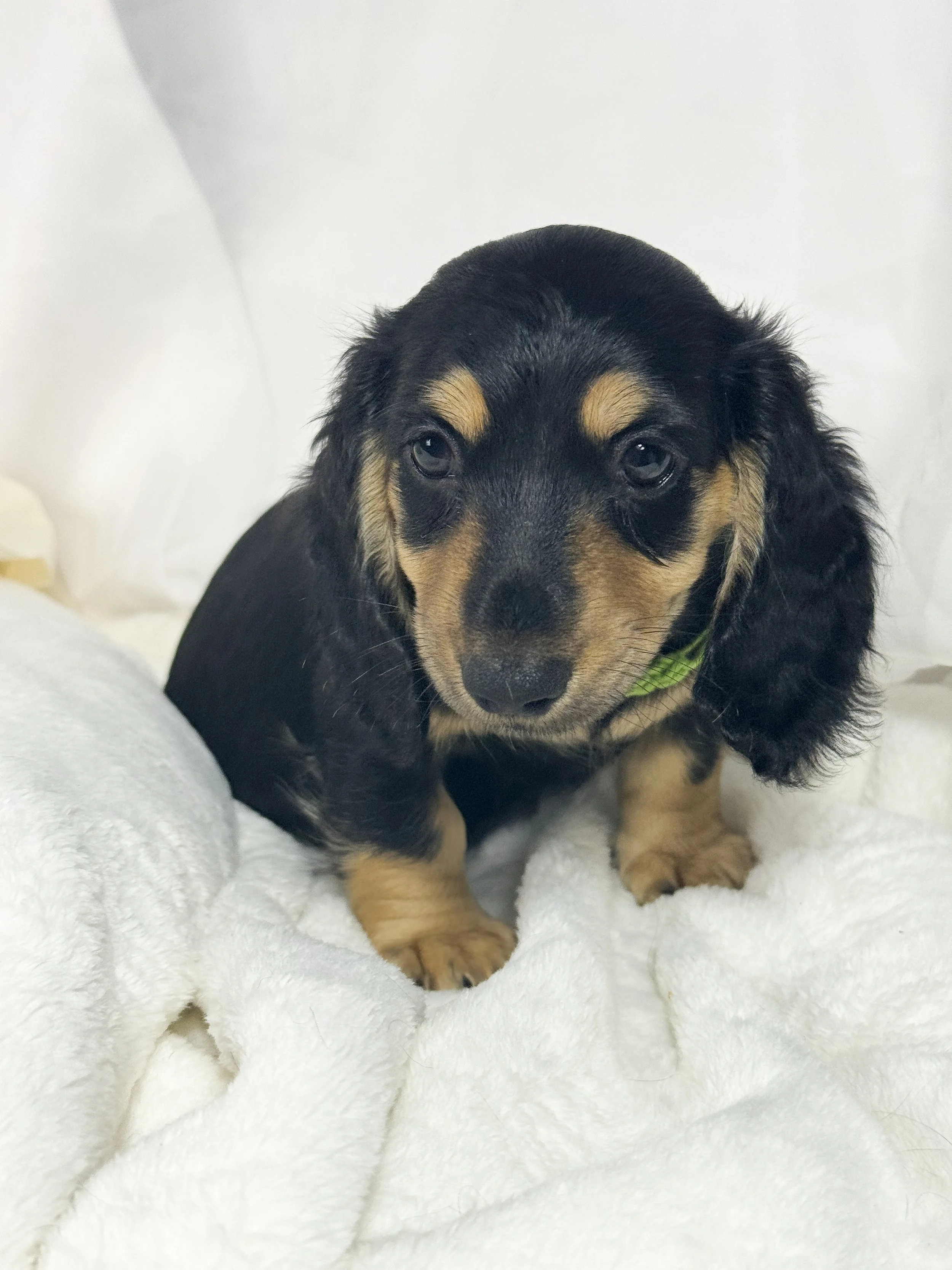 Pistachio Cream (RESERVED, longhaired girl)