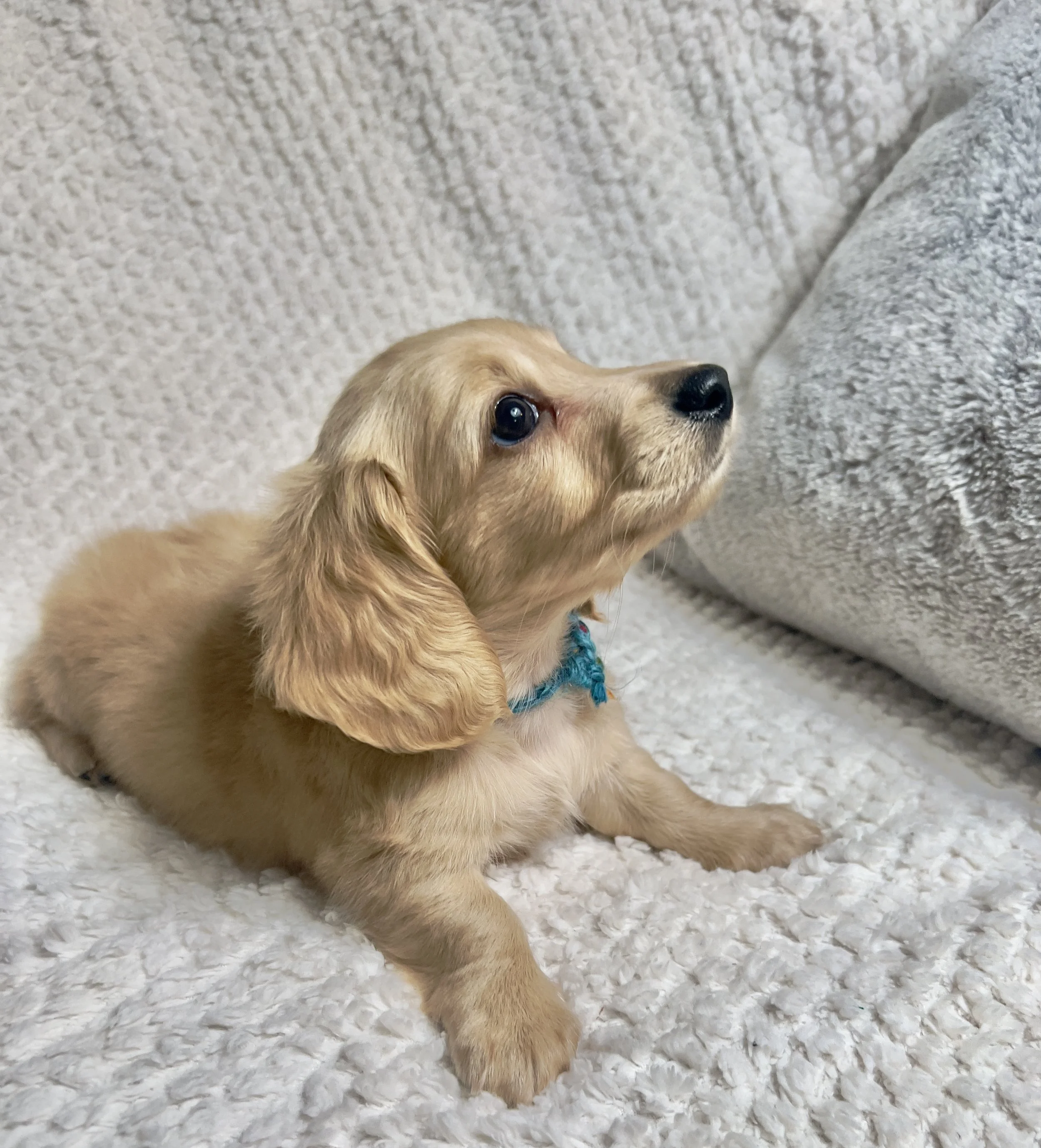 Confetti aka Dobby (RESERVED, longhaired boy)