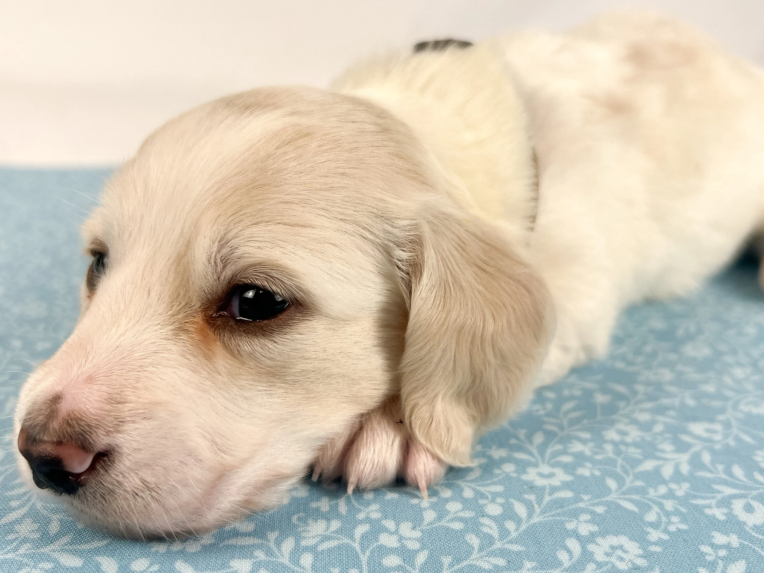 Pepperjack (longhaired boy, $4000 with a $500 deposit towards total)