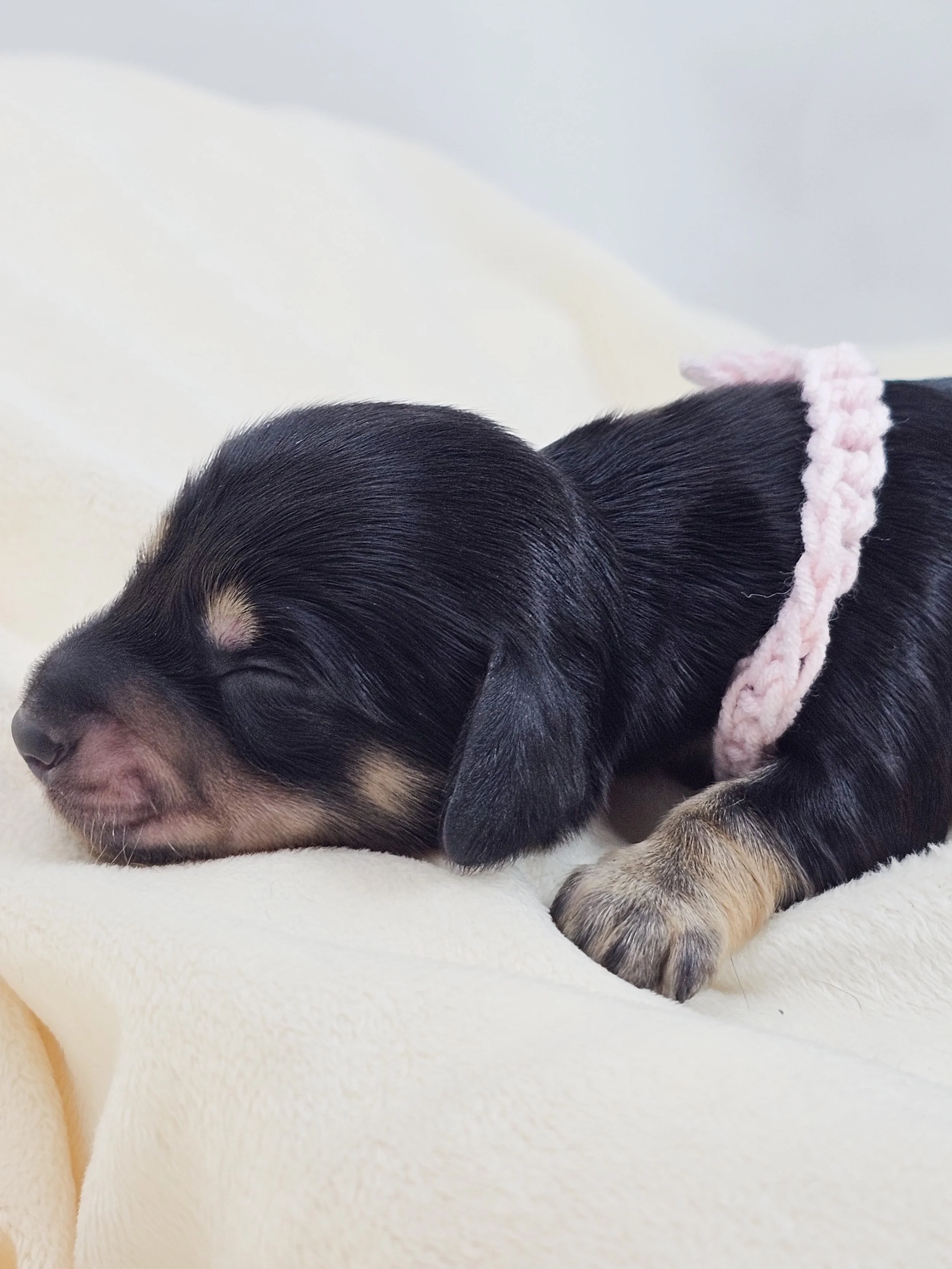Bun (longhaired girl, $3300 with a $500 deposit towards total)