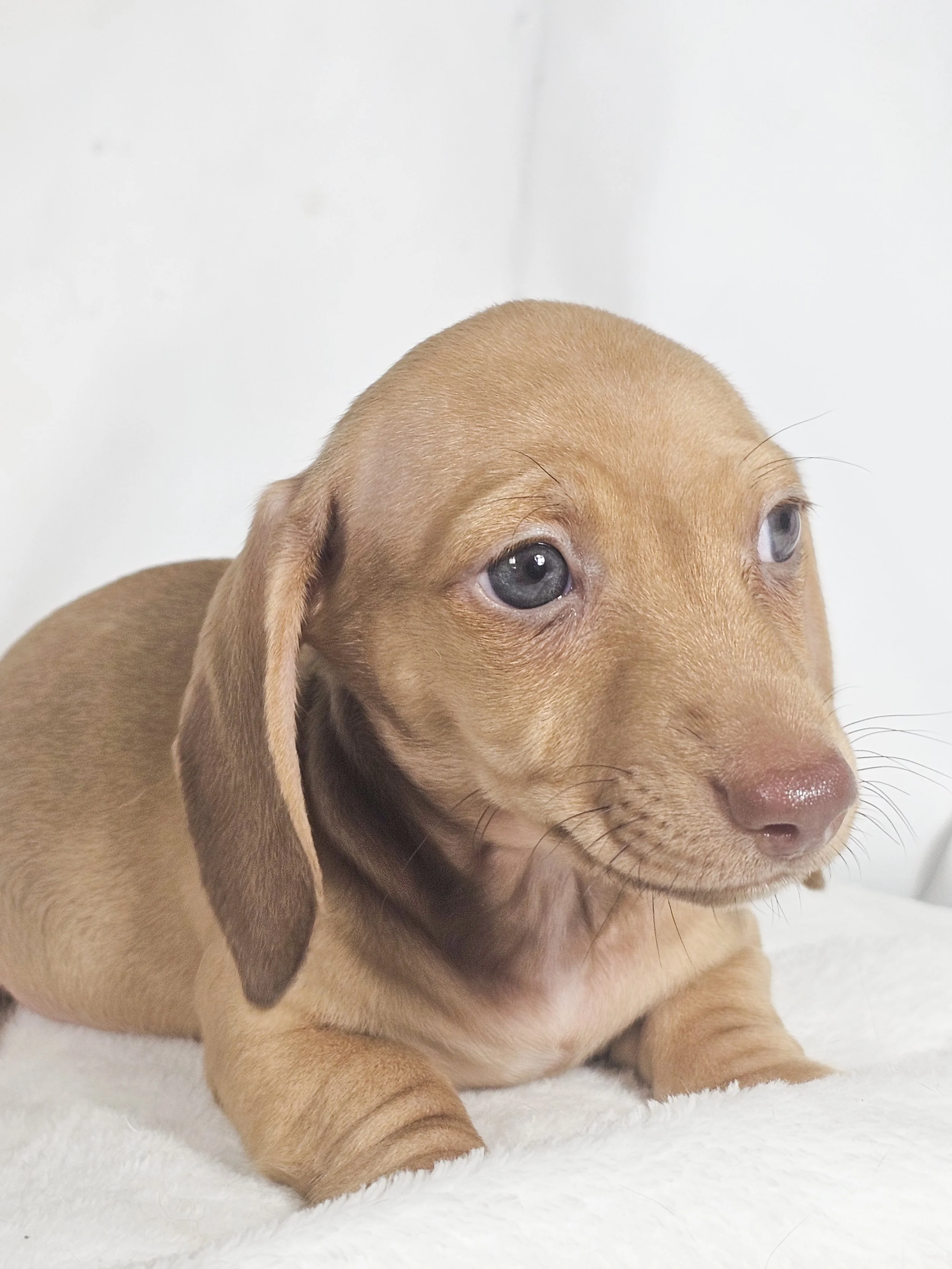 Scoops (RESERVED, shorthaired girl)