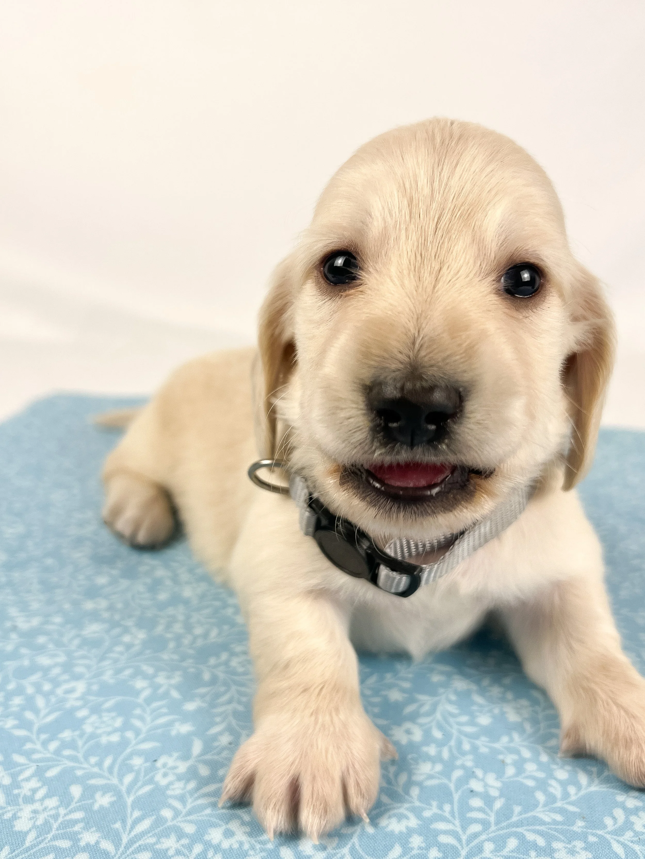 Parmesan aka Wally (RESERVED, longhaired boy)