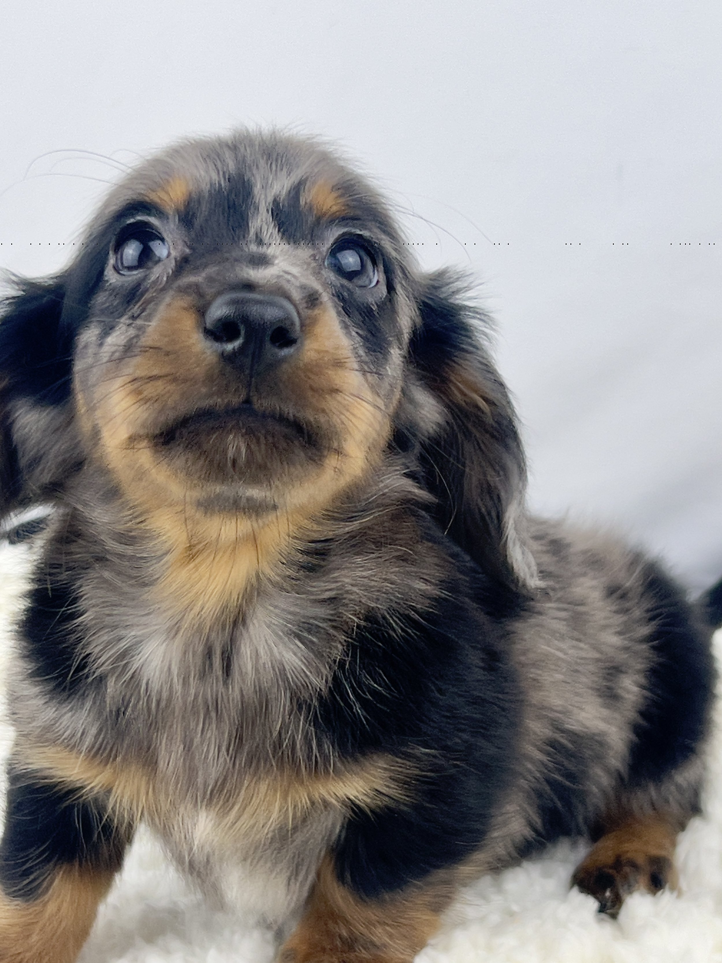 Pumpkin Patch aka Wilbur (RERSEVED, longhaired boy)