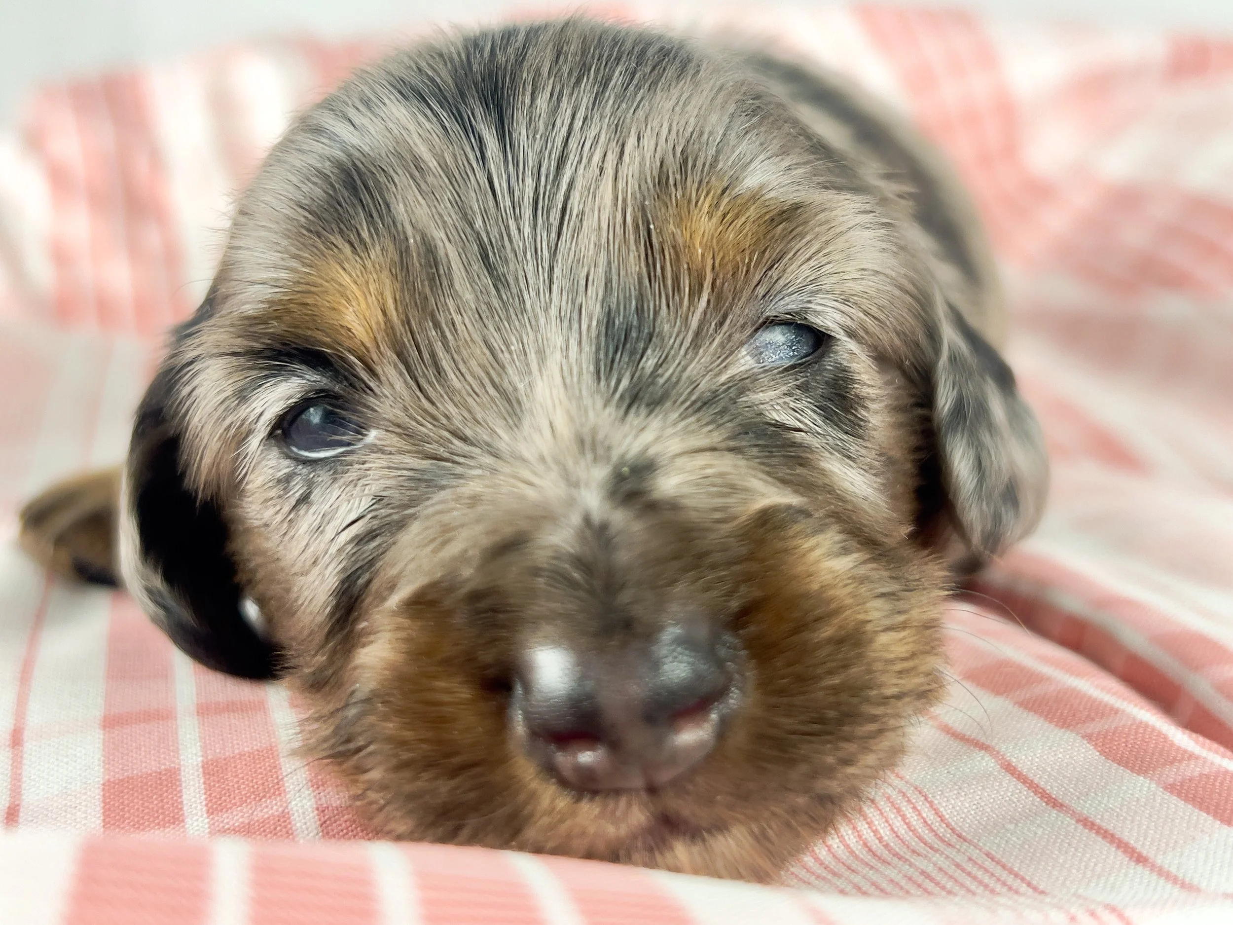 Cadbury aka Winston (RESERVED, longhaired boy)