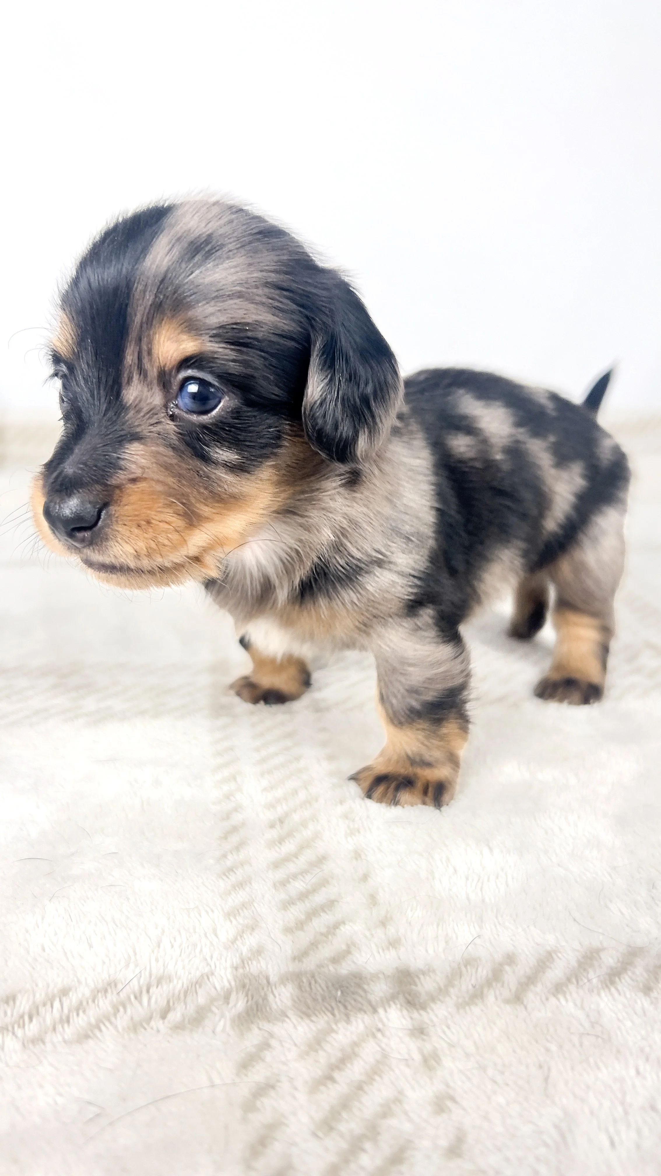Chocolate aka Frankie (RESERVED, longhaired boy)