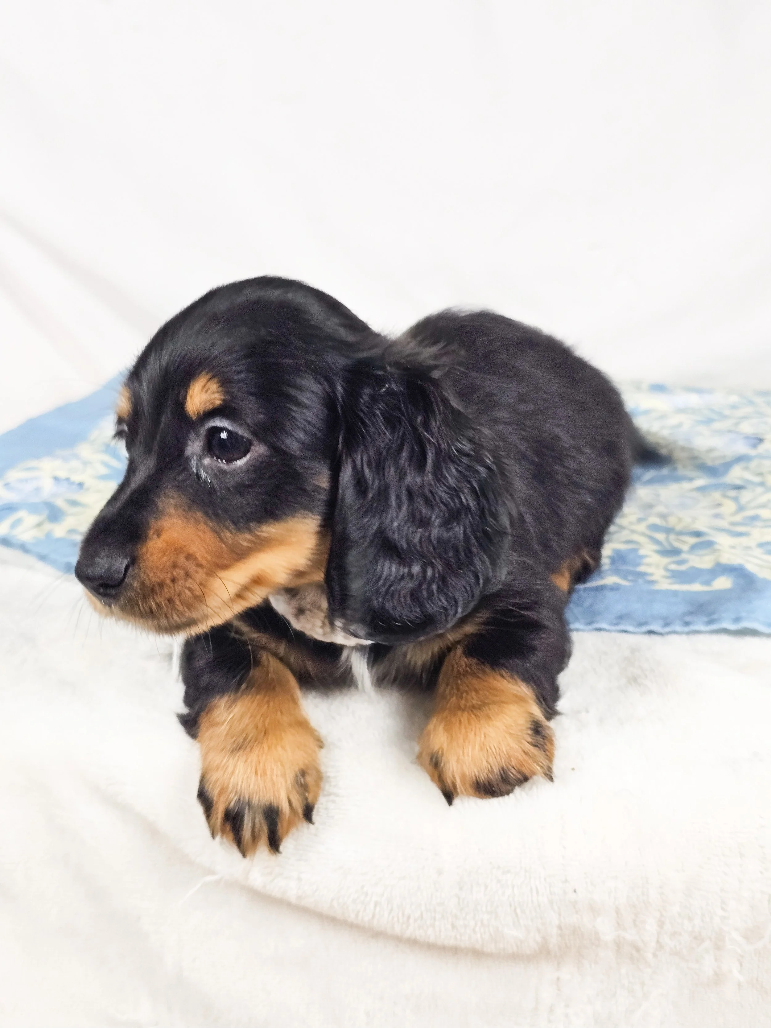 Dill pickle aka Arlo (RESERVED, longhaired boy)