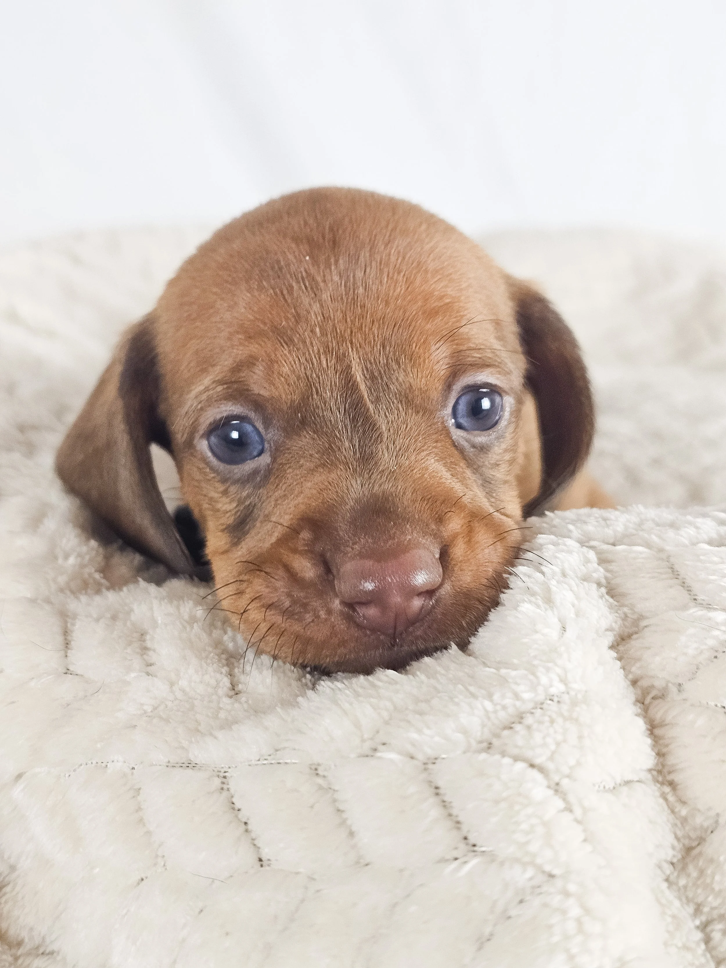 Thai tea (shorthaired boy, $2000 with a $500 deposit towards total)