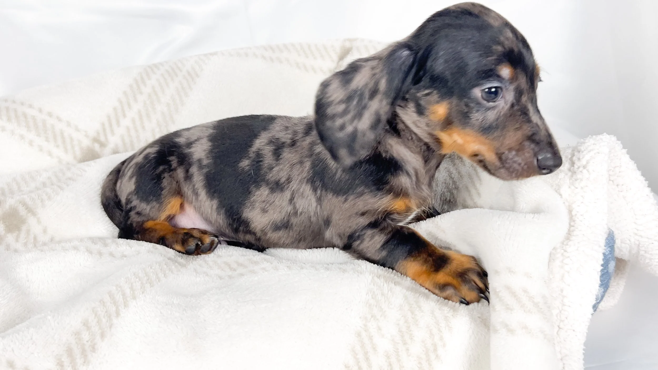 Lychee (RESERVED, shorthaired boy)