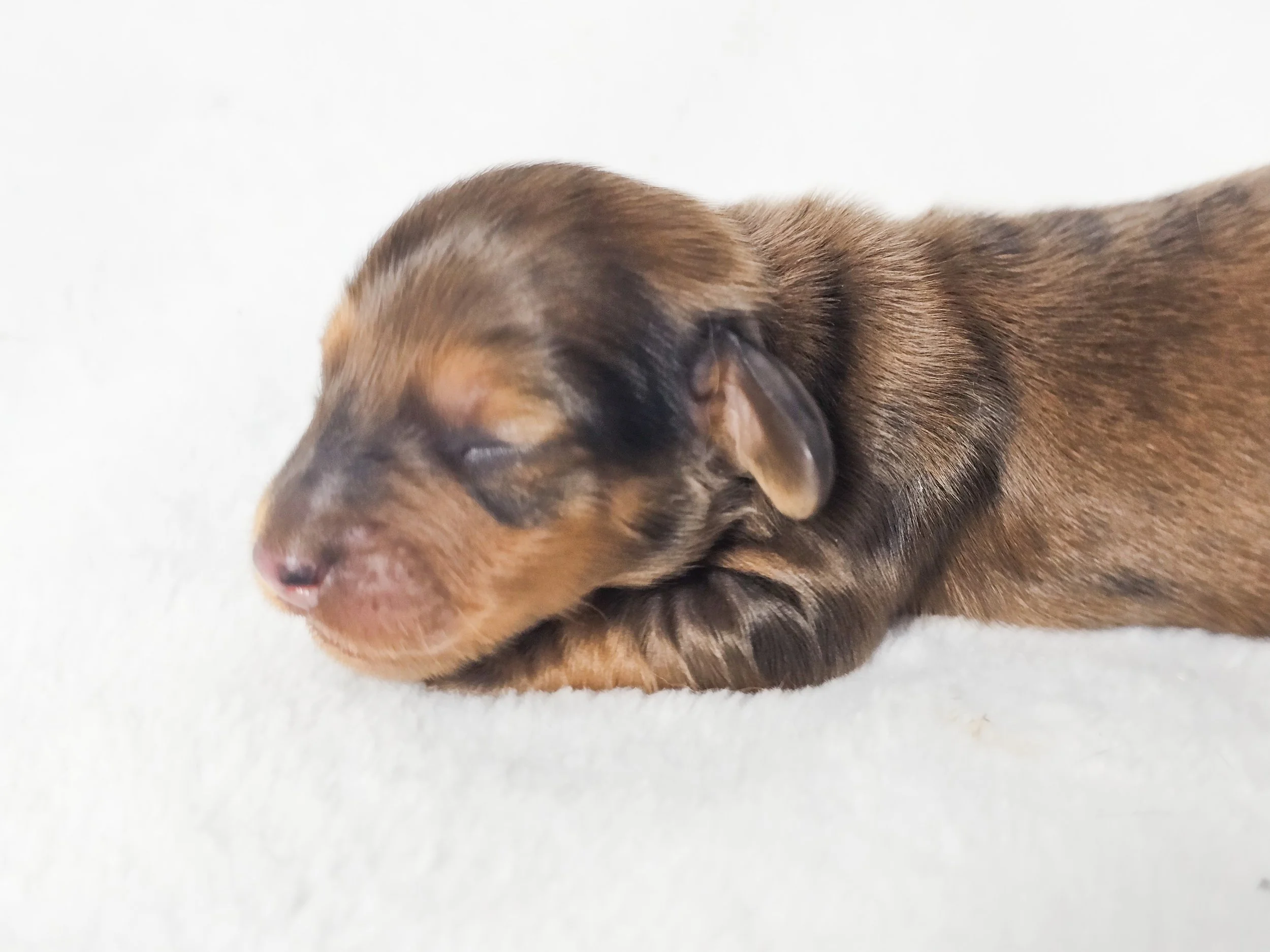 Plum (longhaired boy, $3000 with a $500 deposit towards total)