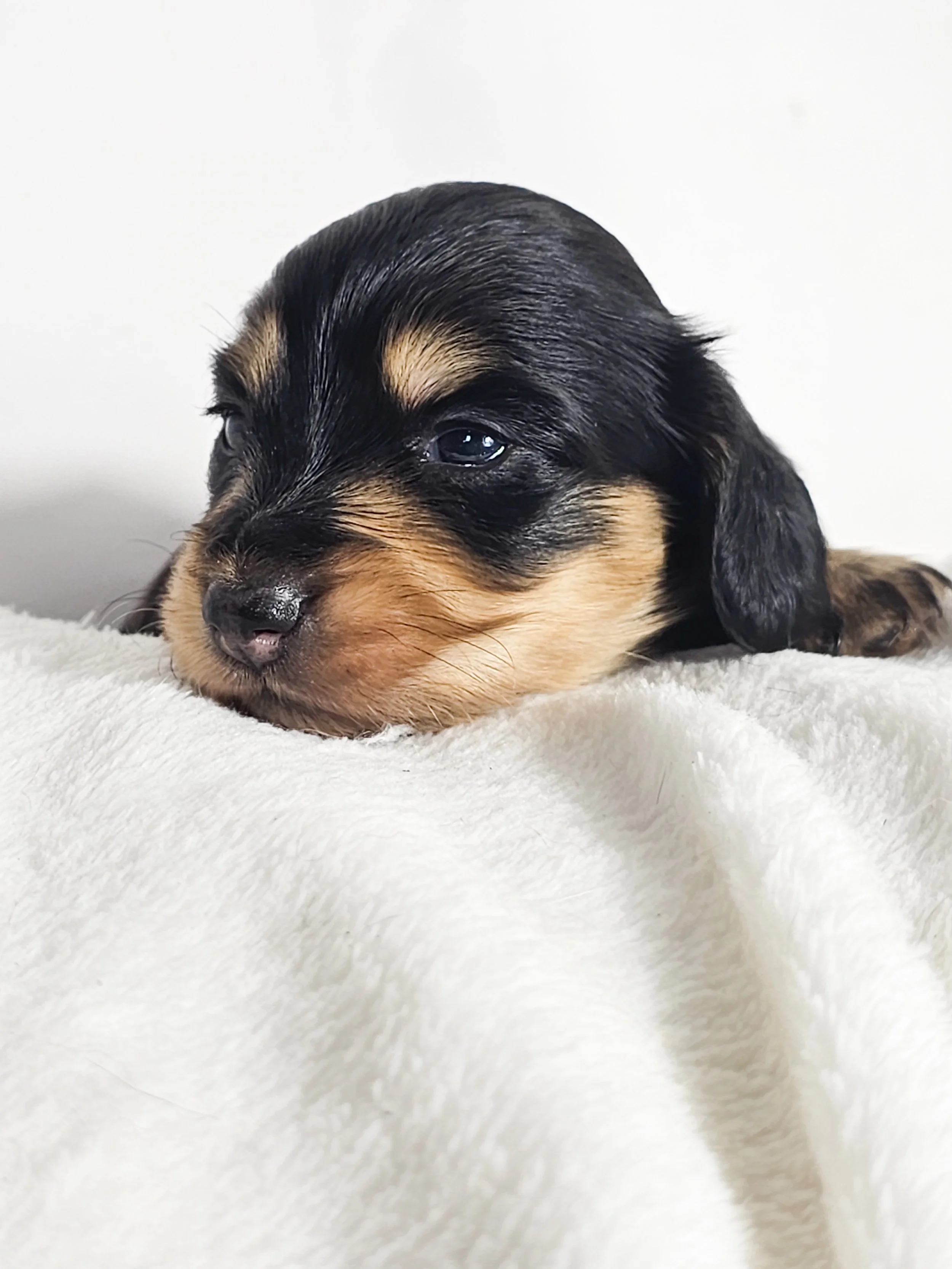 Salted Caramel Cream (longhaired girl, $3000 with a $500 deposit towards total)