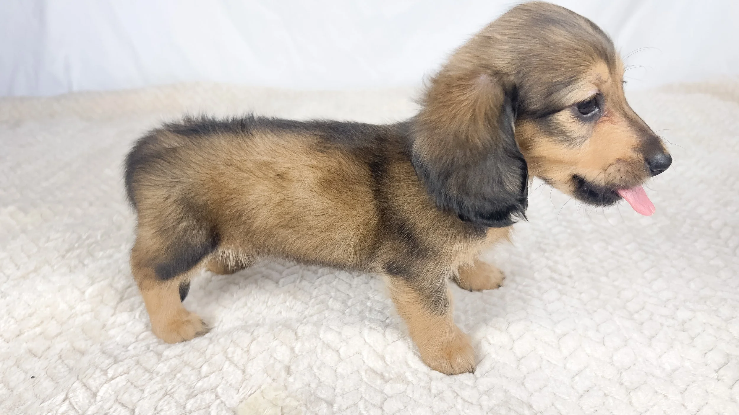Whip cream (RESERVED, longhaired girl)