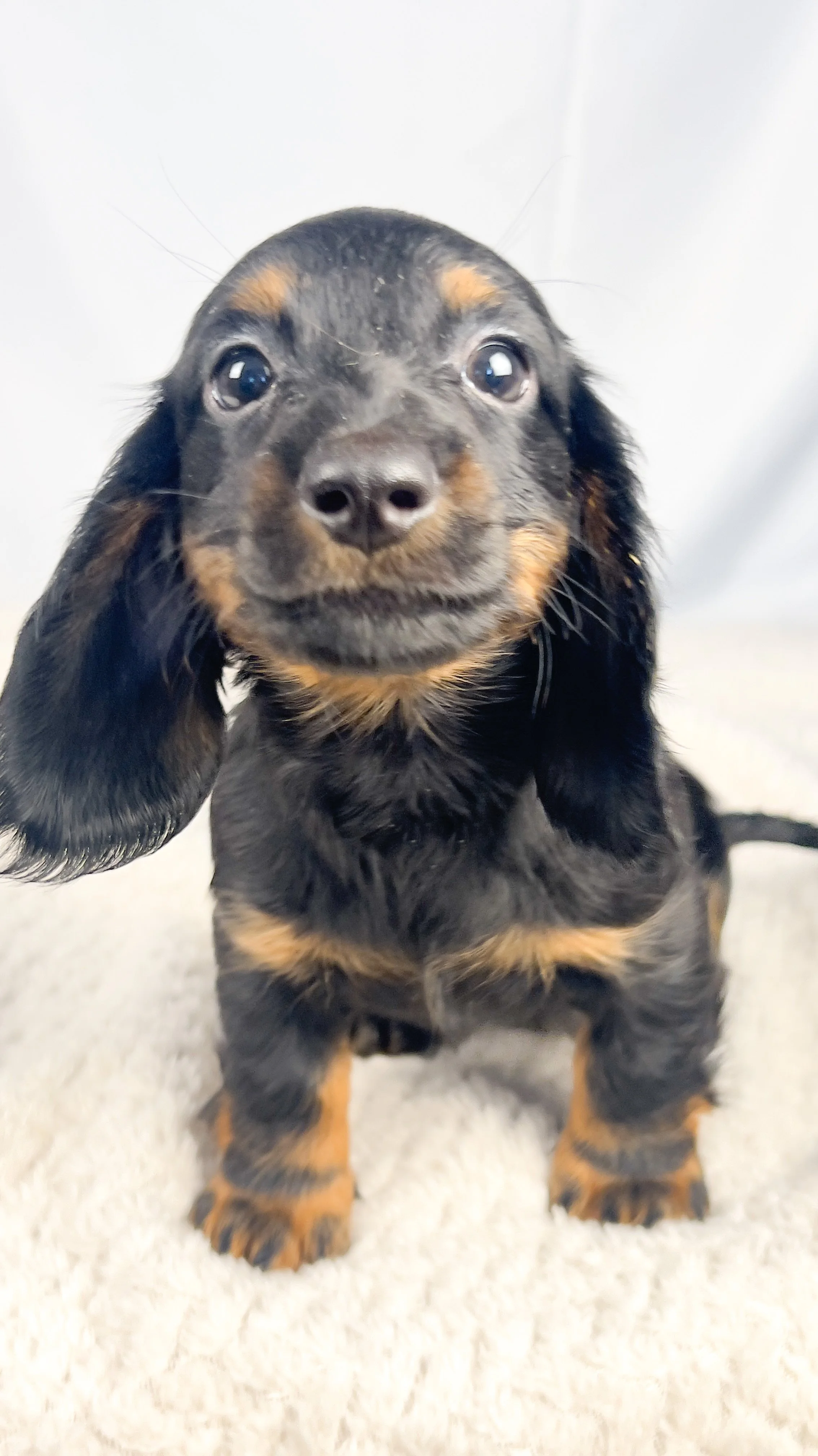 Brown sugar (RESERVED, longhaired boy)