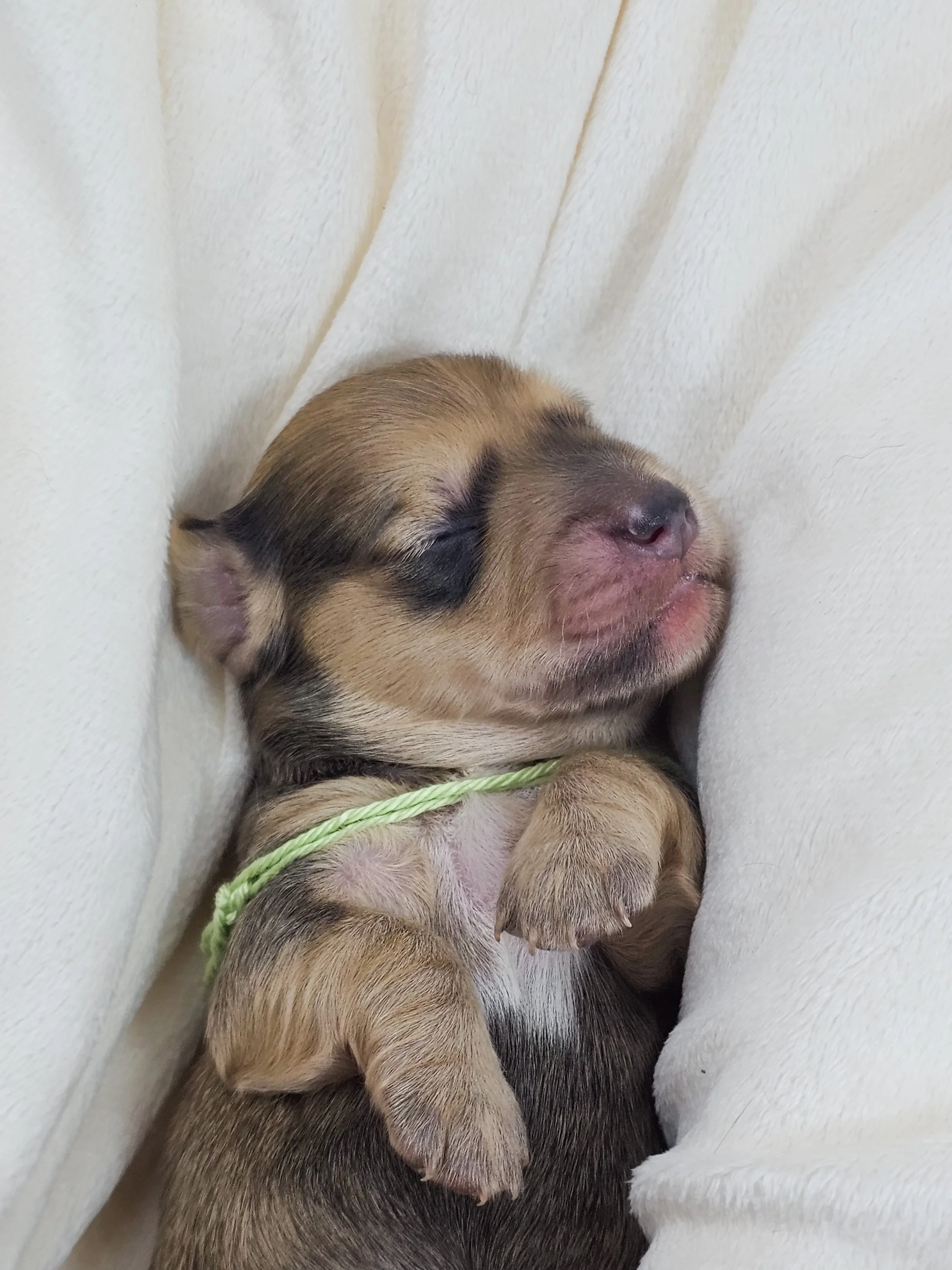 Pickles (longhaired boy, $3300 with a $500 deposit towards total)