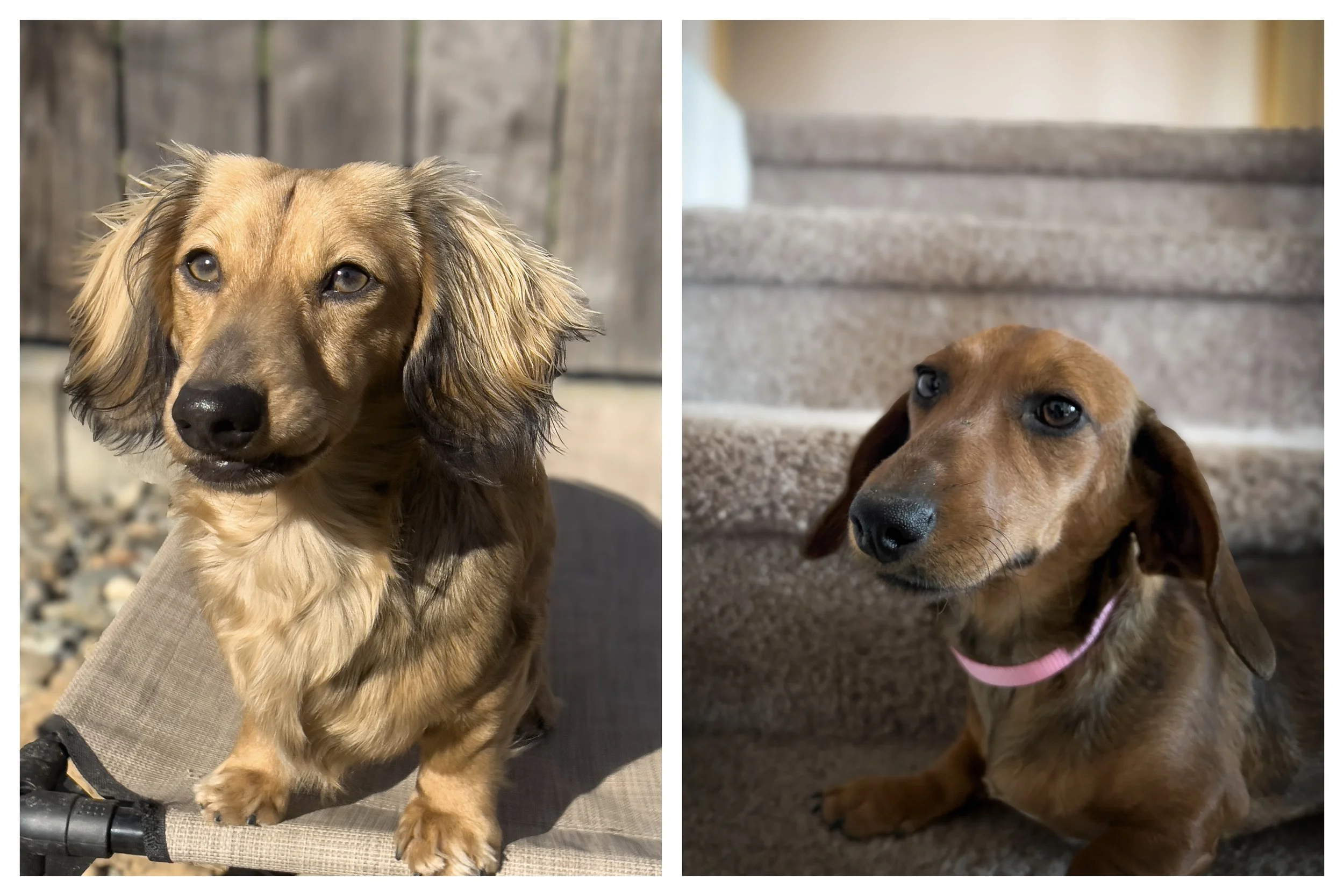 Side-by-side photos of two long-haired dachshund puppies with brown and black fur, both sitting on carpeted floors indoors.