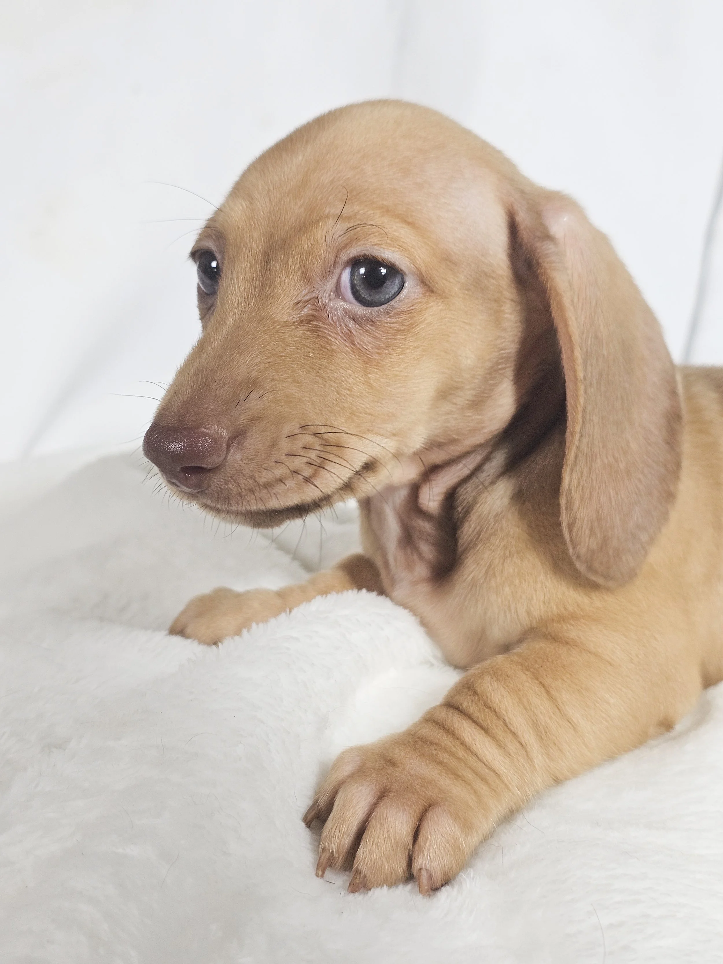 Scoops (RESERVED, shorthaired girl)