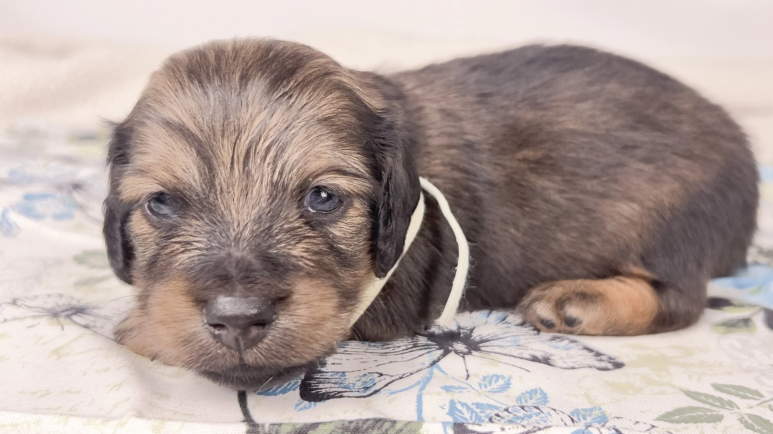 Coca-cola (RESERVED, longhaired boy)