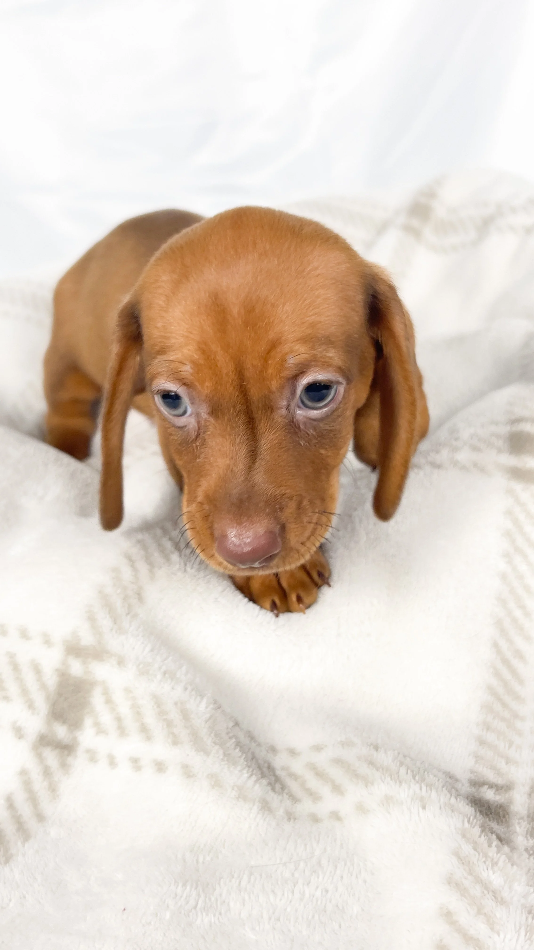Thai tea (RESERVED, shorthaired boy)