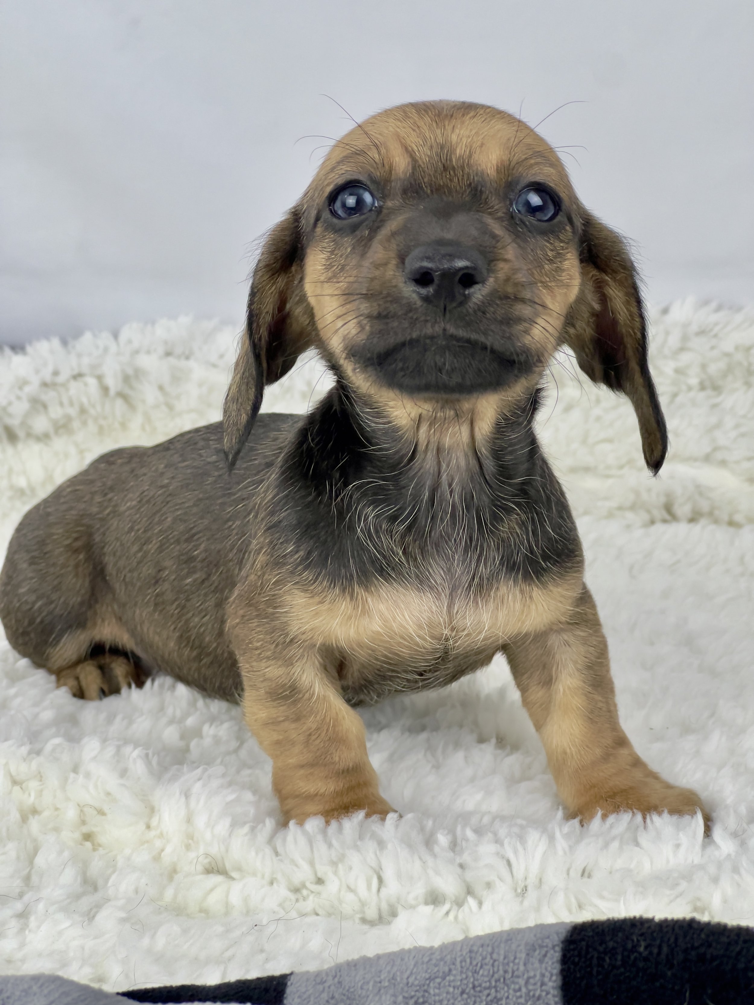 Pumpkin Latte aka Jerry (RESERVED, shorthaired boy)
