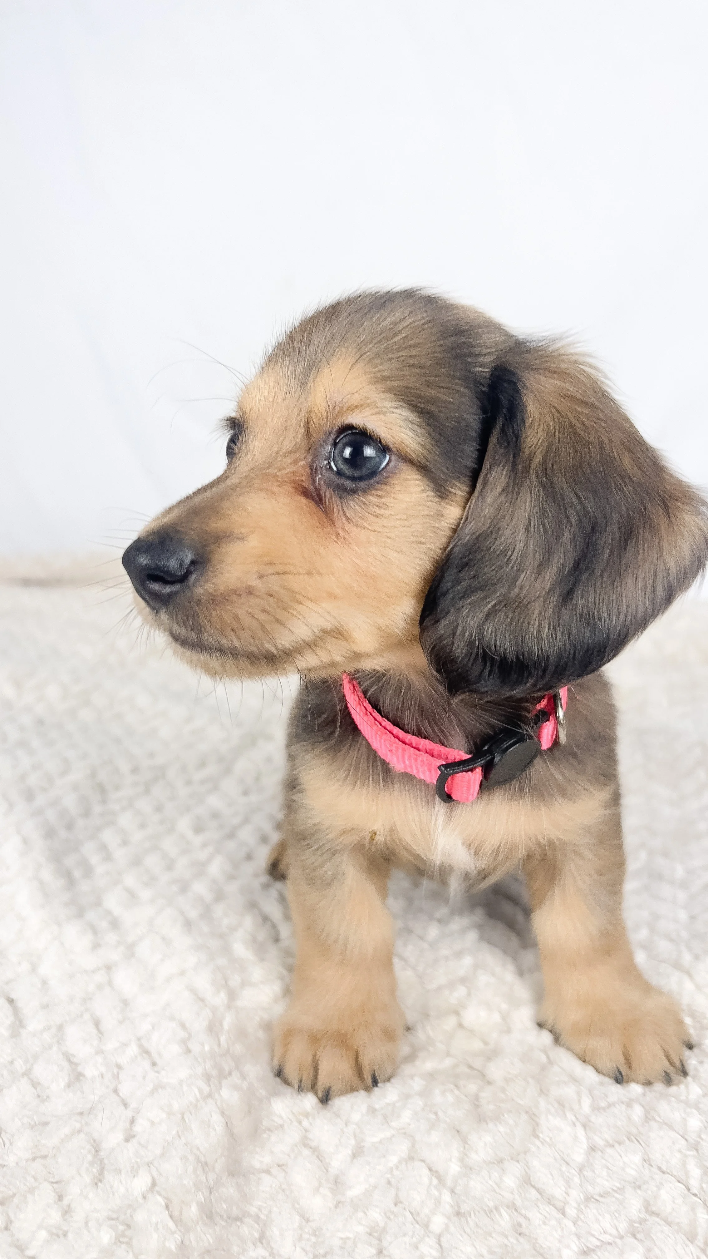 Cherry (RESERVED, longhaired boy)