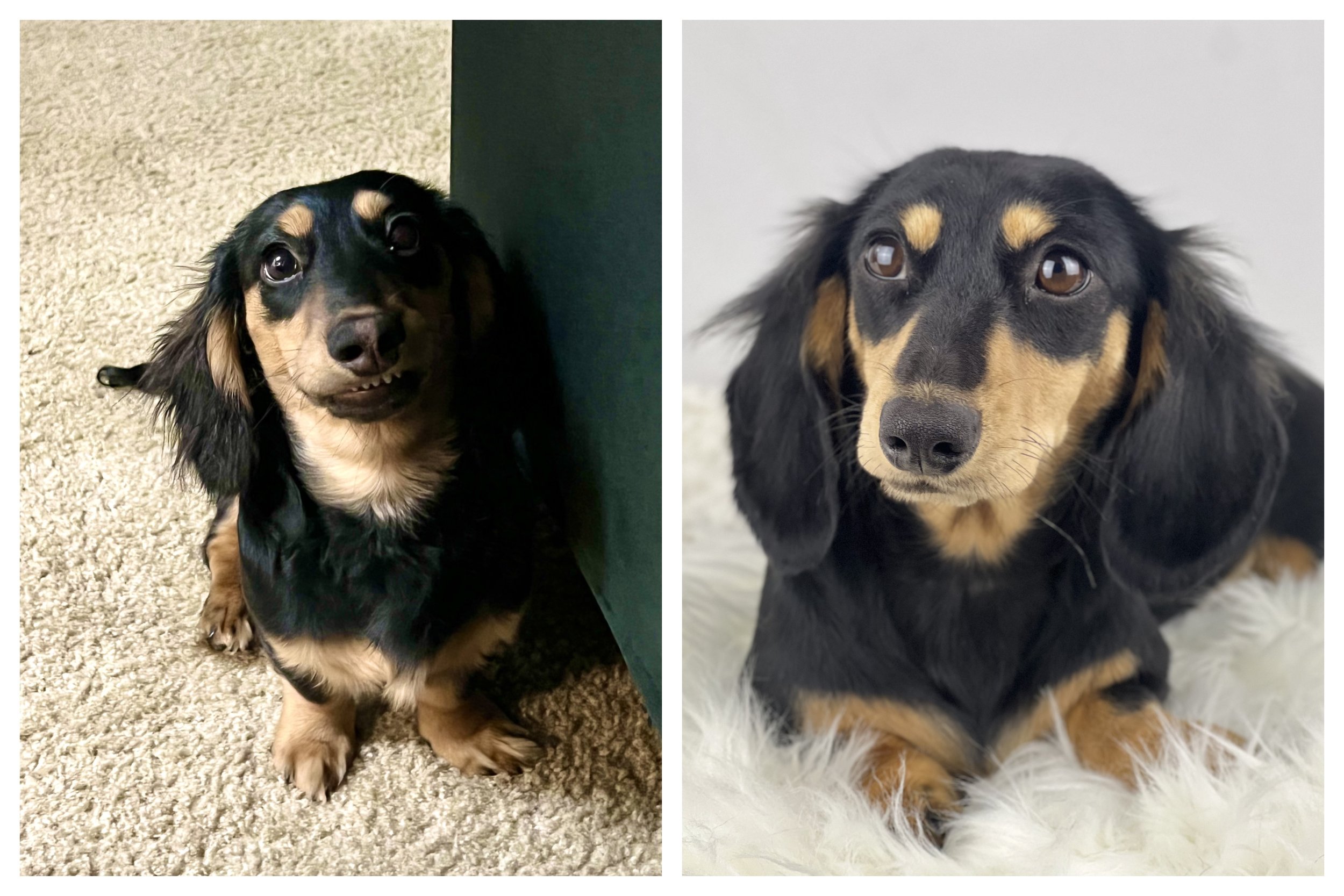 Side-by-side photos of two long-haired dachshund puppies with brown and black fur, both sitting on carpeted floors indoors.
