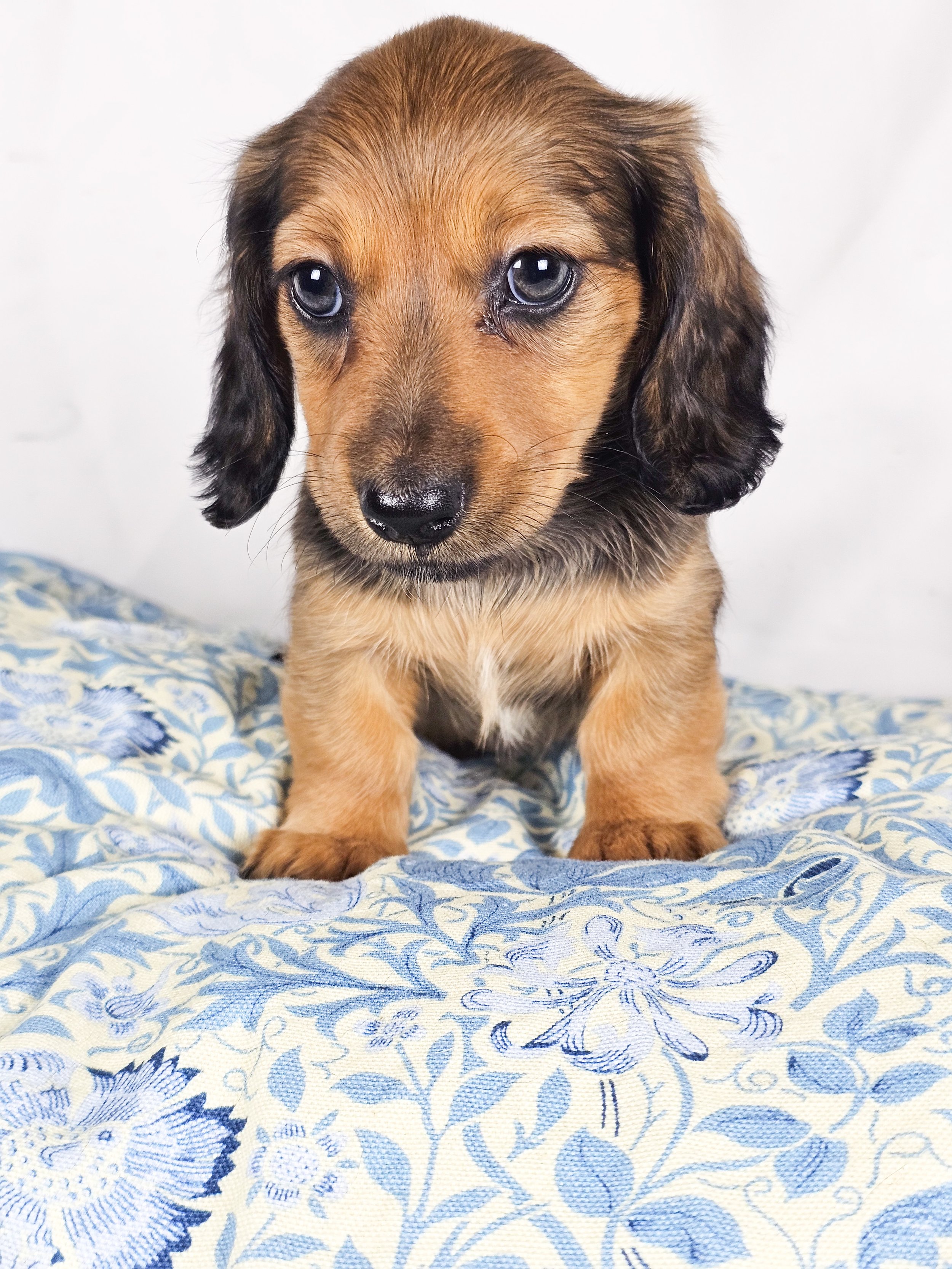 Wavy aka Tate (RESERVED, longhaired girl)