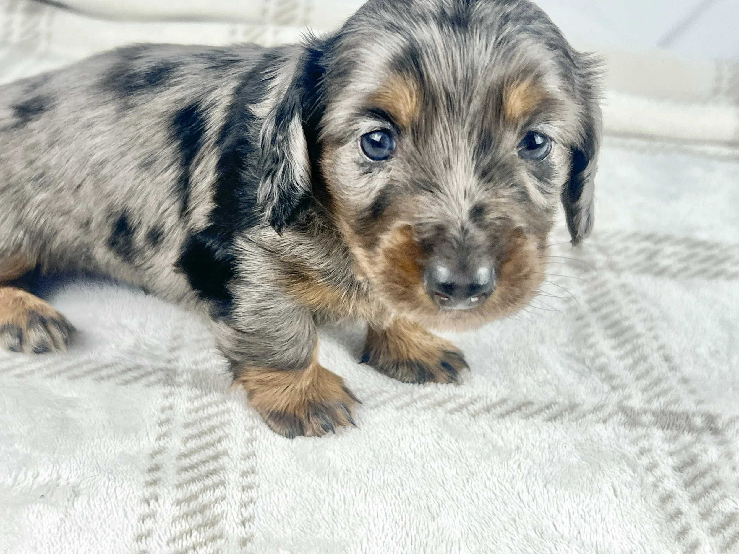 Cadbury aka Winston (RESERVED, longhaired boy)