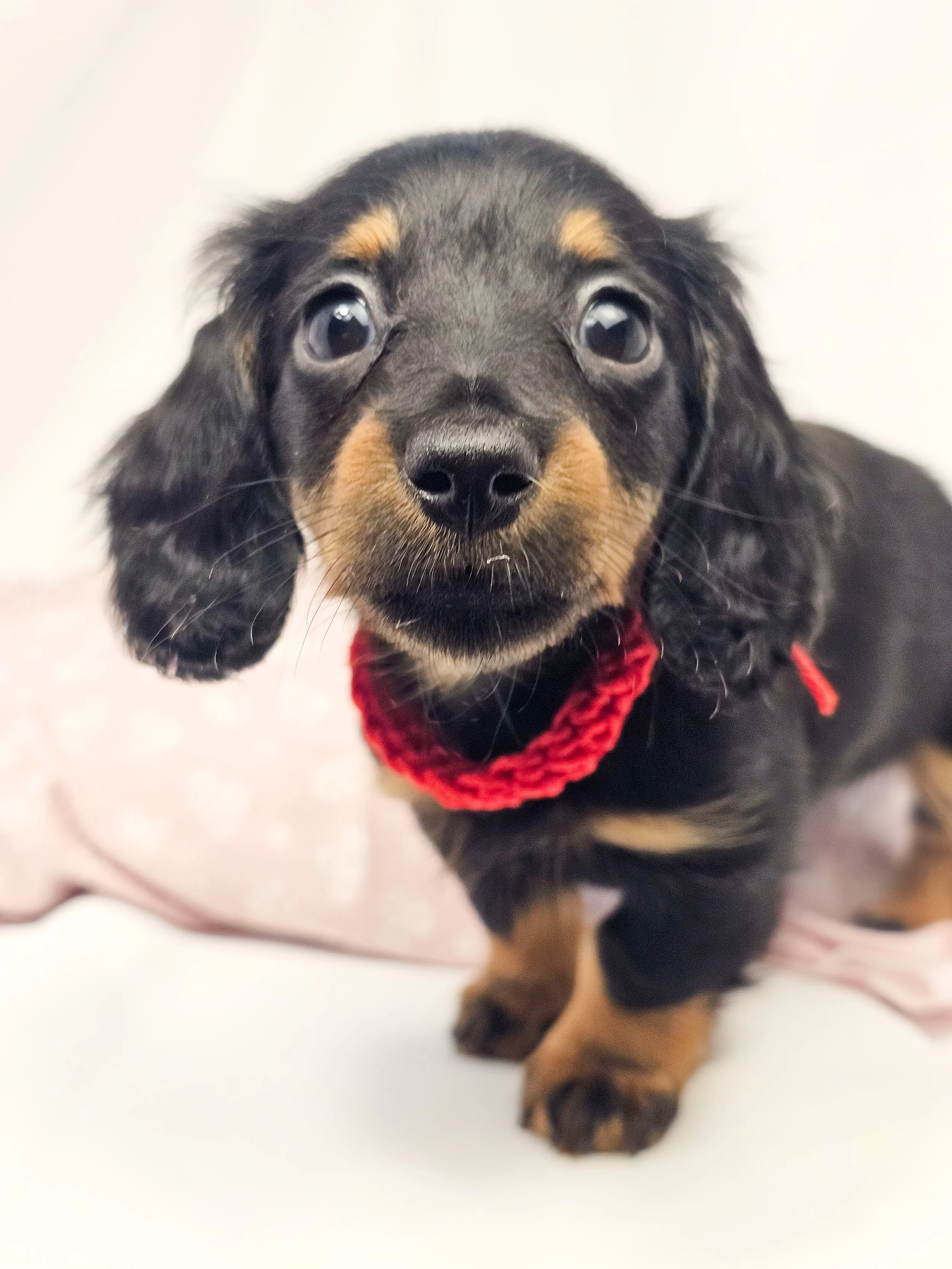 Jelly aka Danni (RESERVED, longhaired girl)