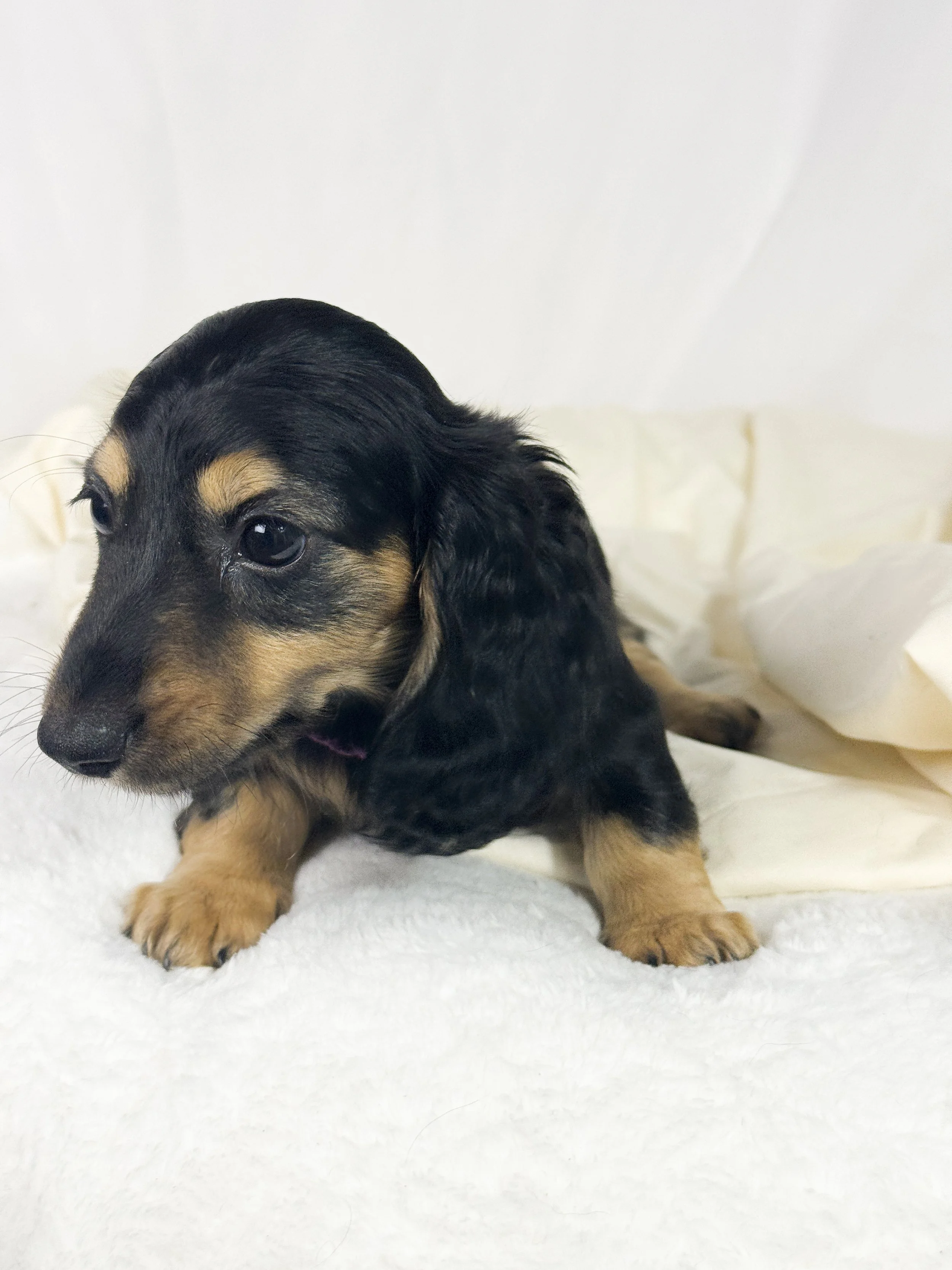 Pumpkin Cream (RESERVED, longhaired girl)